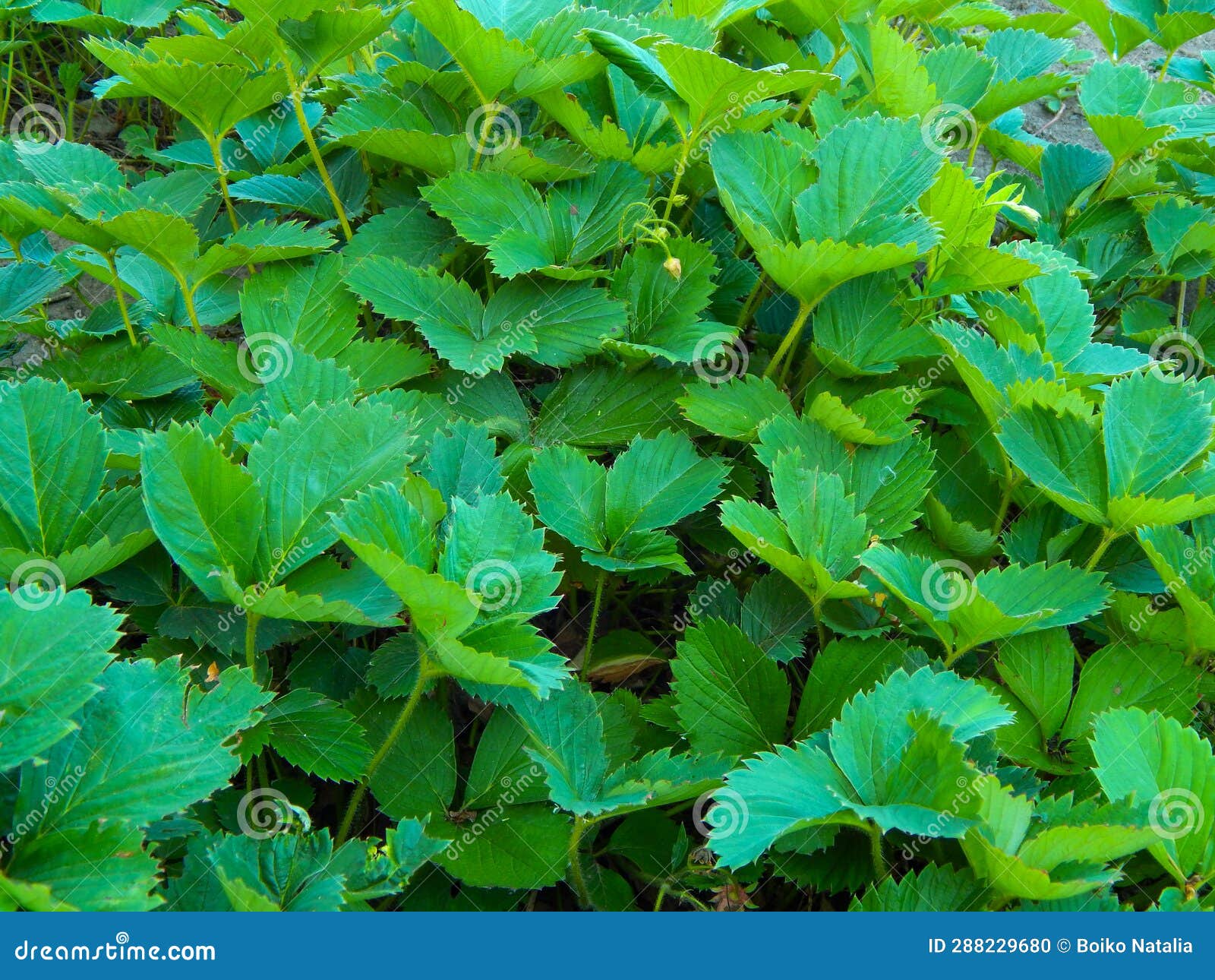 Strawberry Leaves, Green Background. Texture of Strawberry Leaves