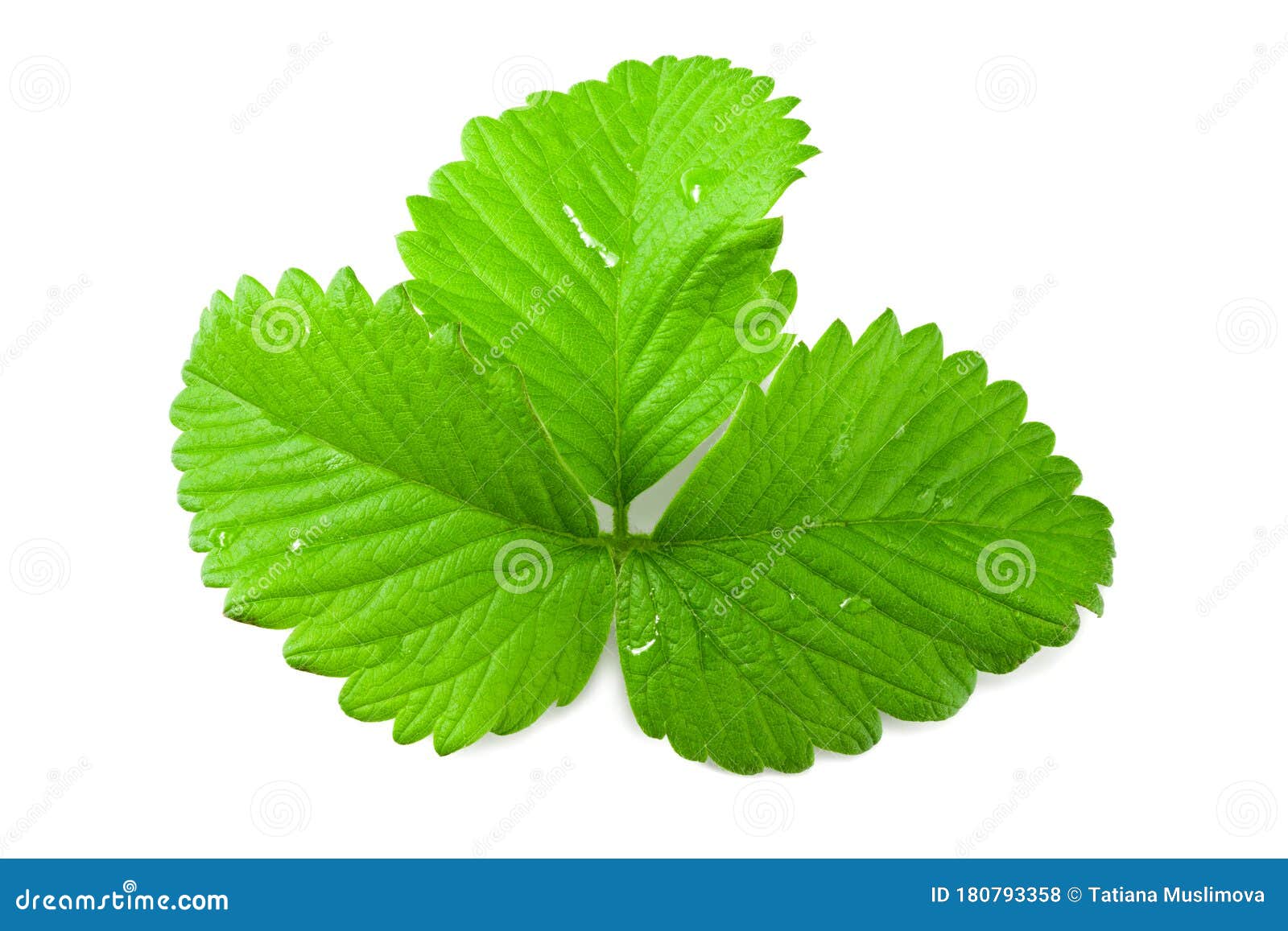 Strawberry Leaves Isolated on a White Background Stock Photo Image of