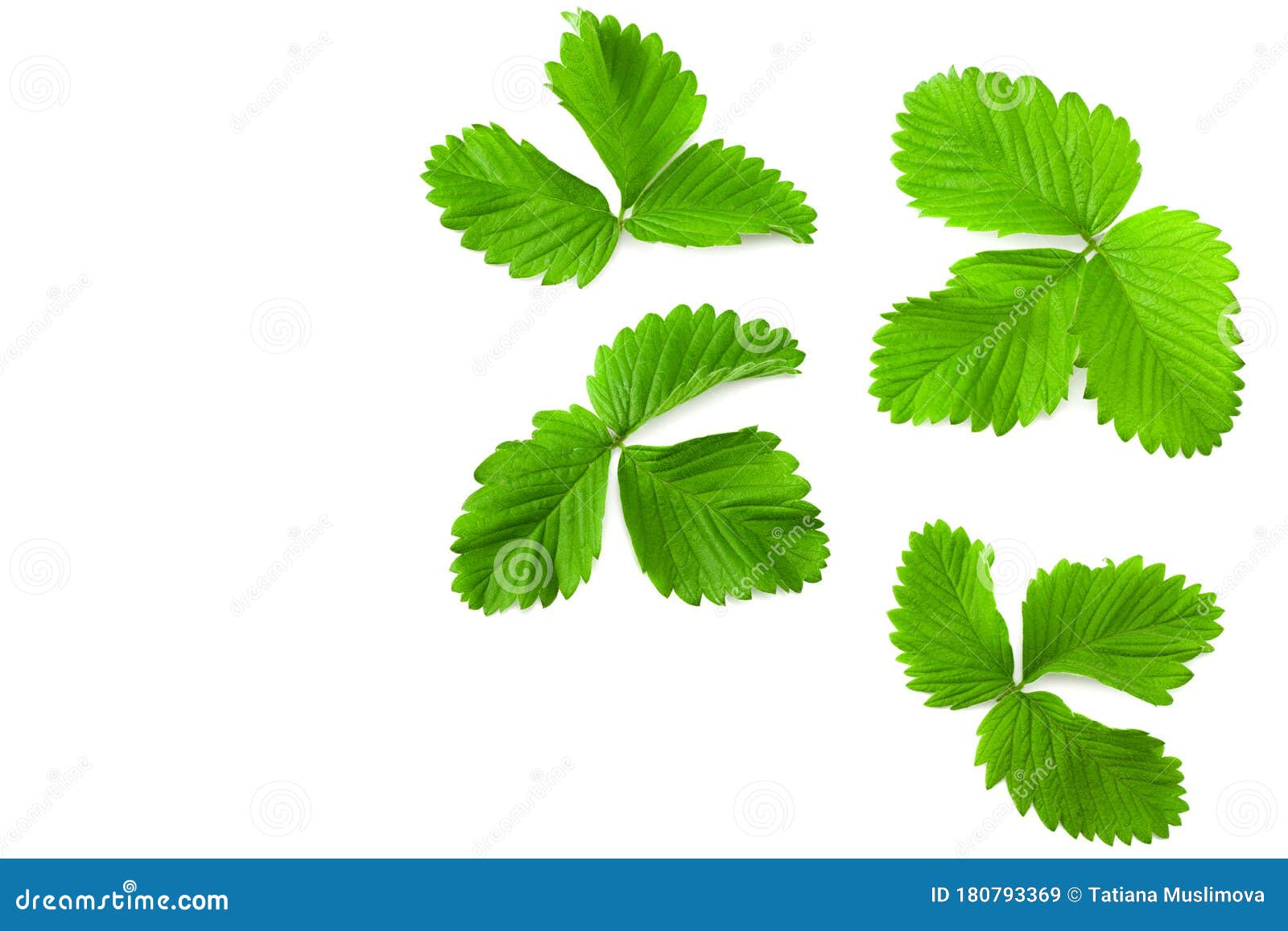 Strawberry Leaves Isolated on a White Background Stock Image Image of