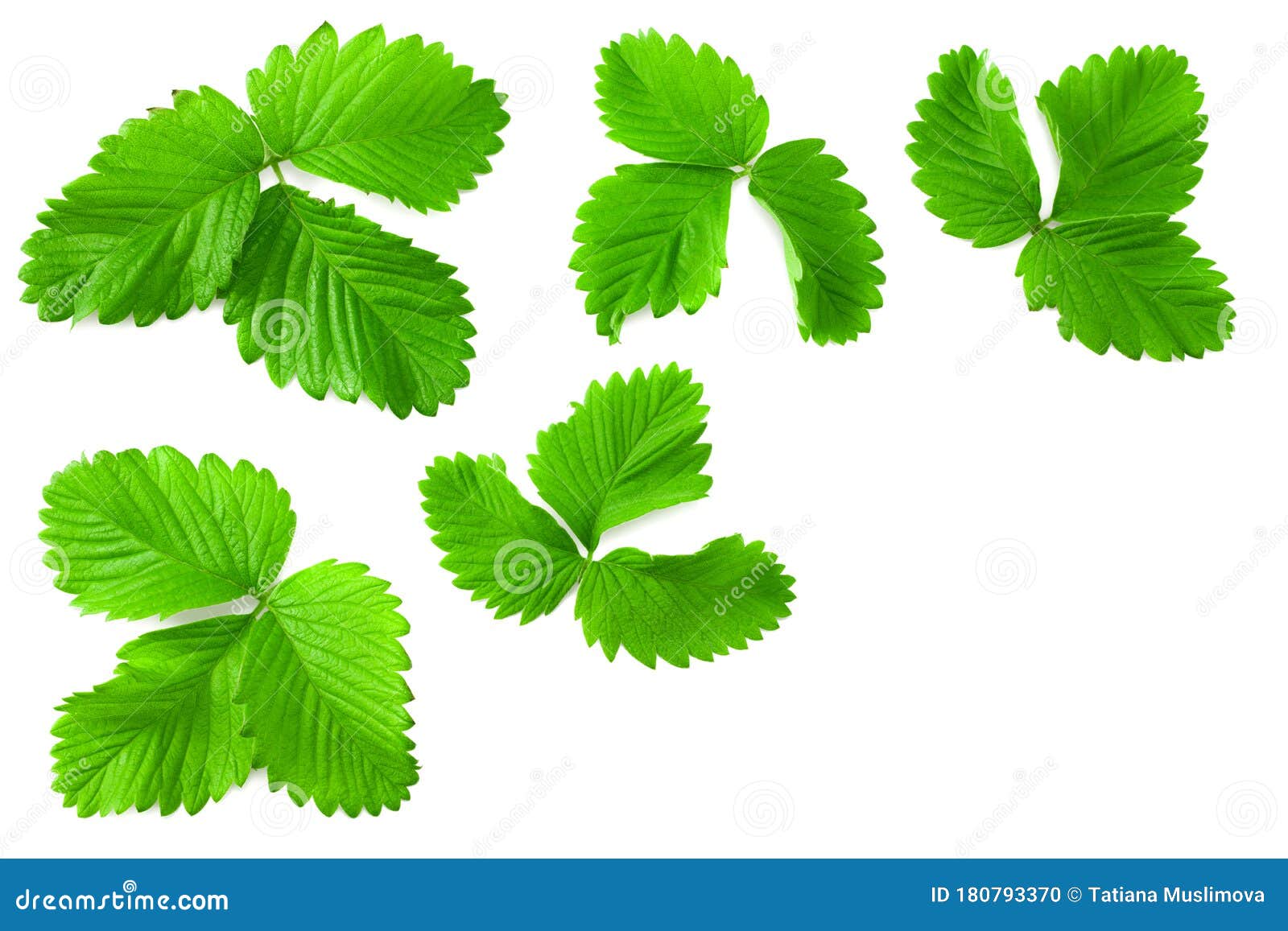 Strawberry Leaves Isolated on a White Background Stock Photo Image of