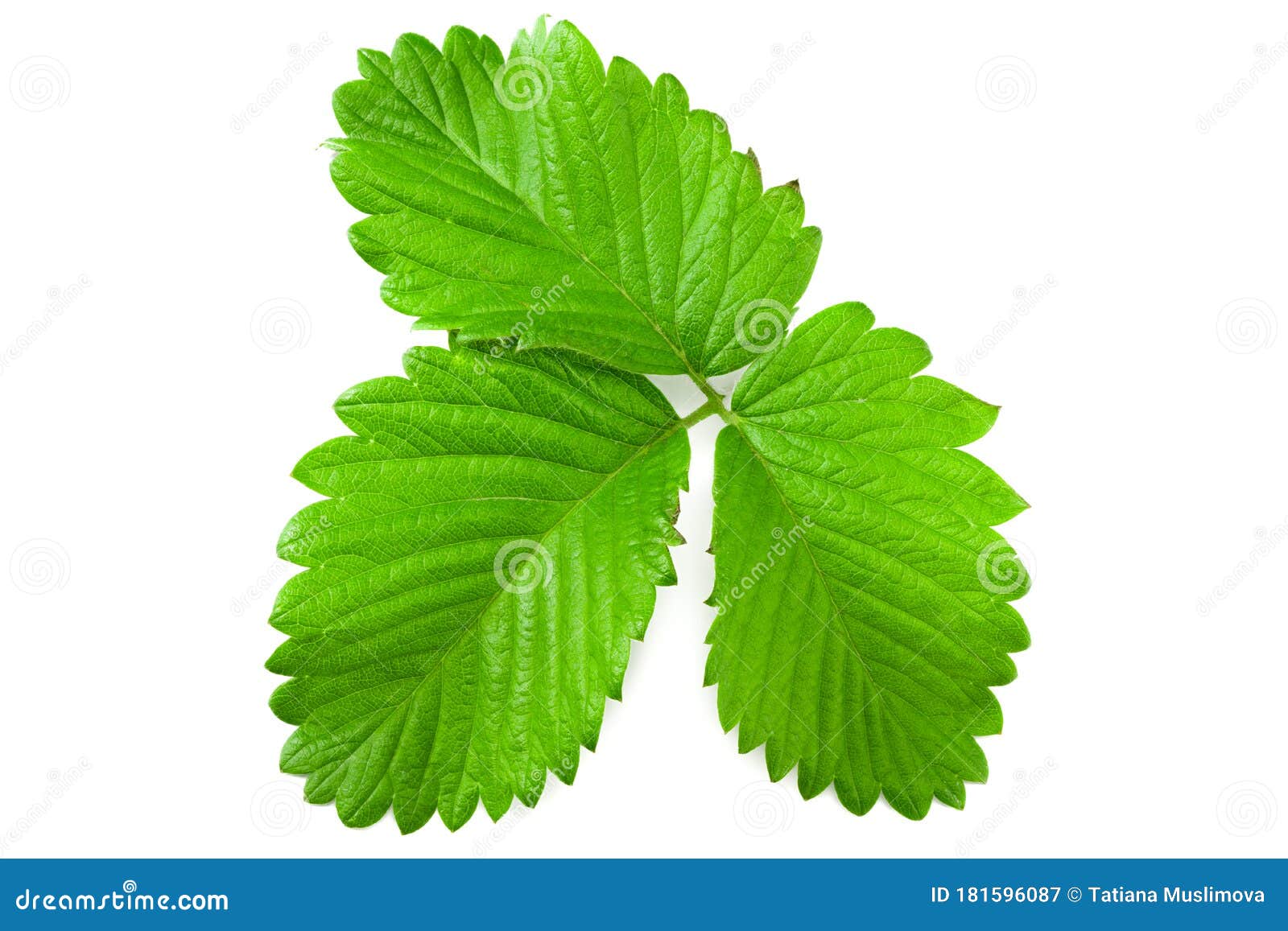 Strawberry Leaves Isolated on a White Background Stock Image Image of