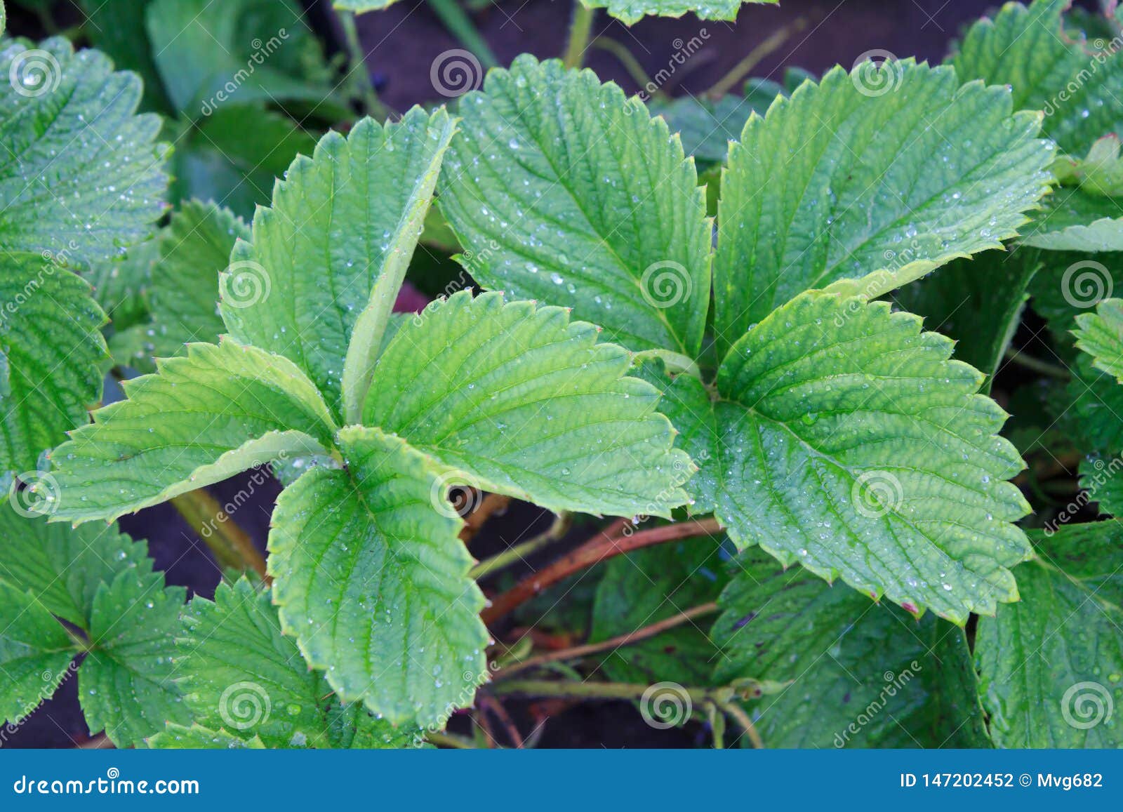 Strawberry Leaves with Soil on the Background Stock Photo Image of