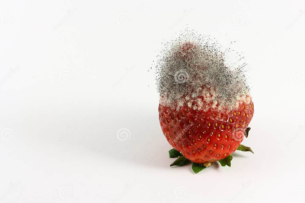 Strawberry with mildew stock photo. Image of mildew, poisonous 24579368