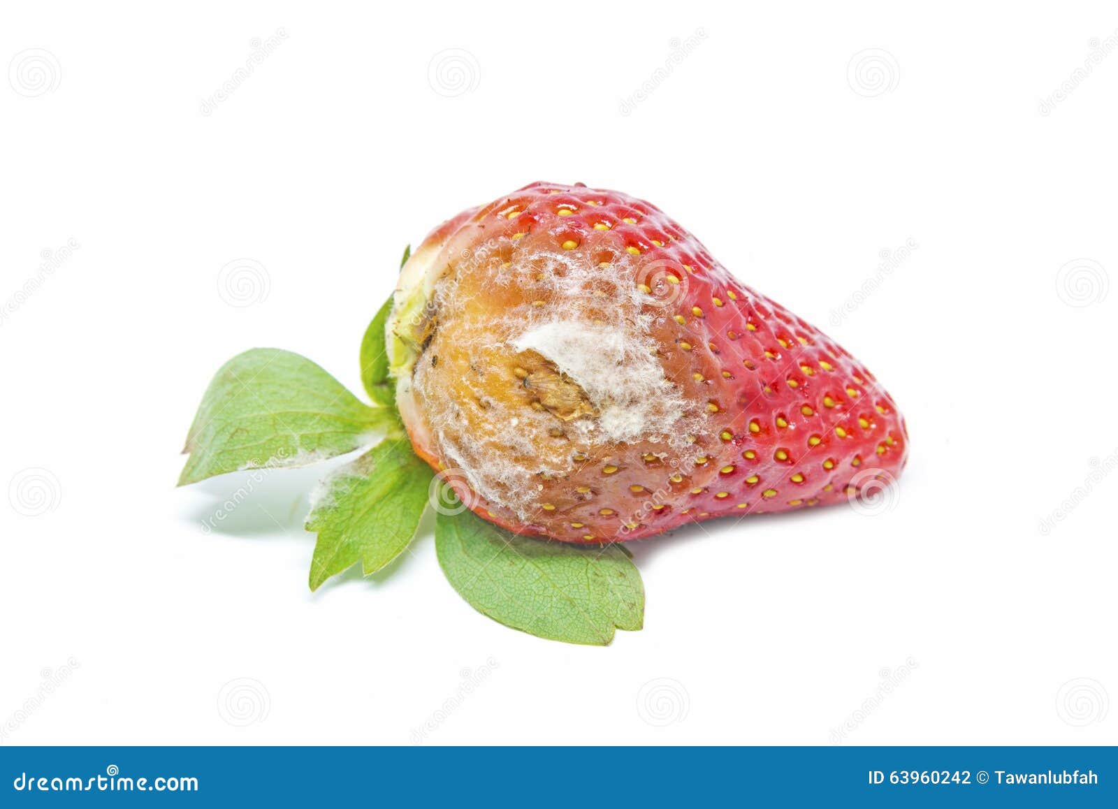 strawberry with mold fungus, no longer suitable for consumption