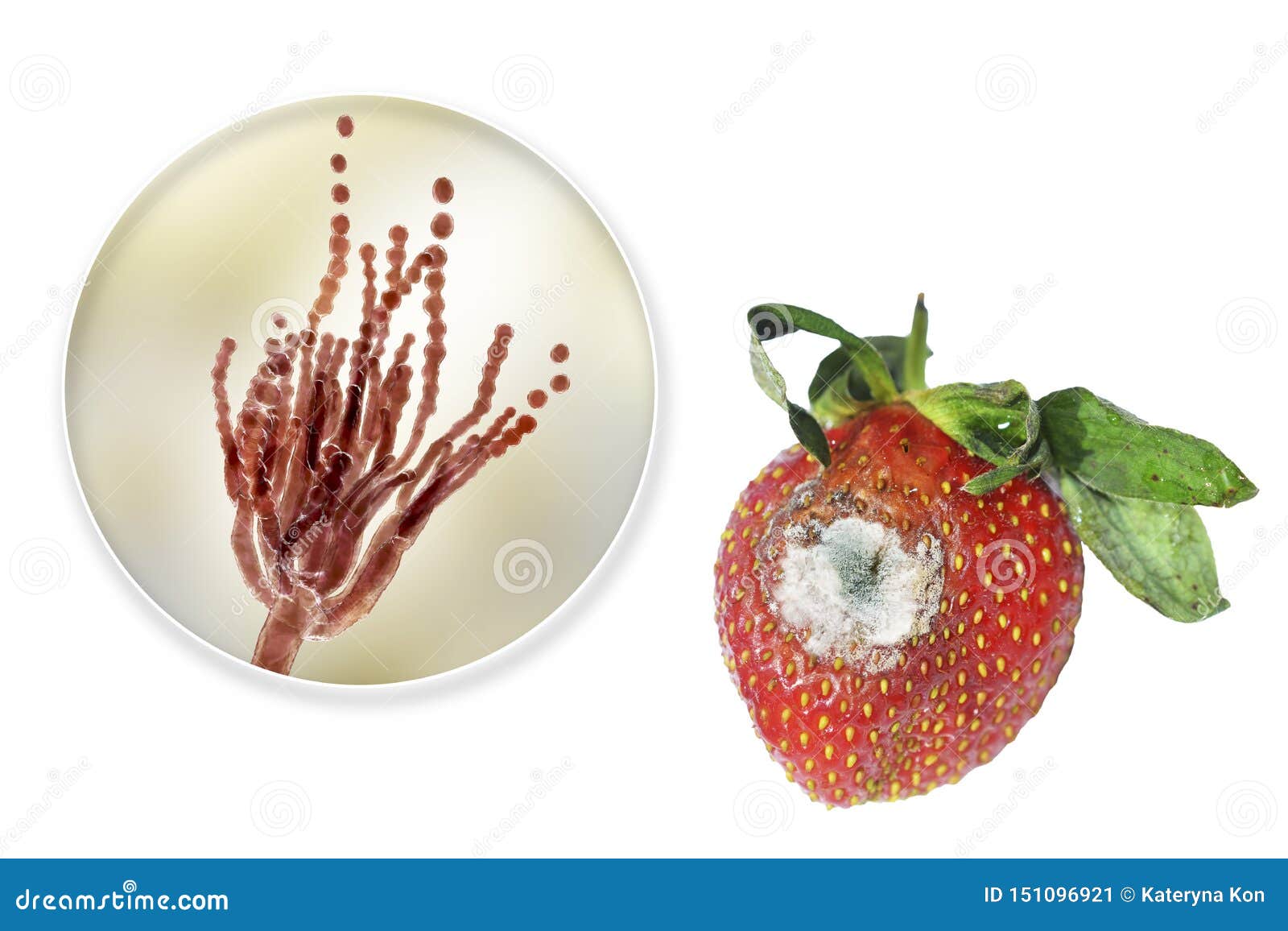 Strawberry with Molds and Closeup View of Mold Fungi Penicillium  Responsible for Food Spoilage Stock Image - Image of mold, biology:  151096921
