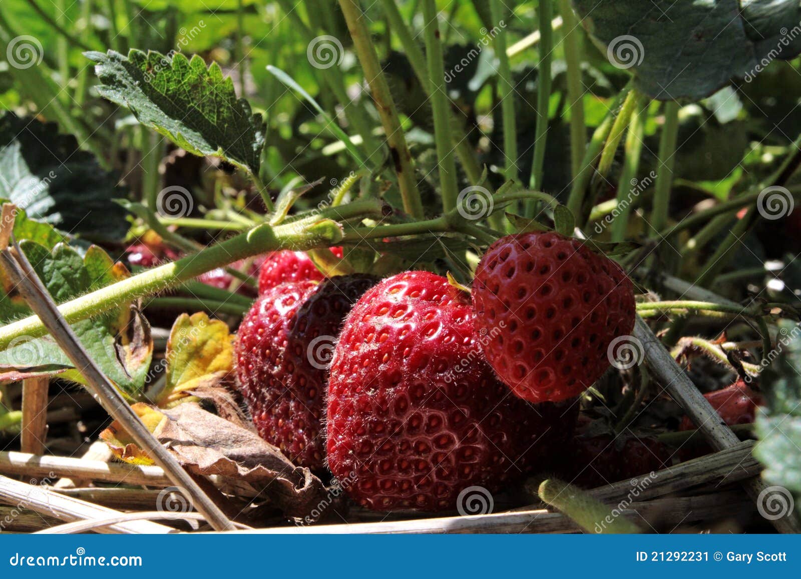 Strawberry Patch stock image. Image of summer, juicy 21292231