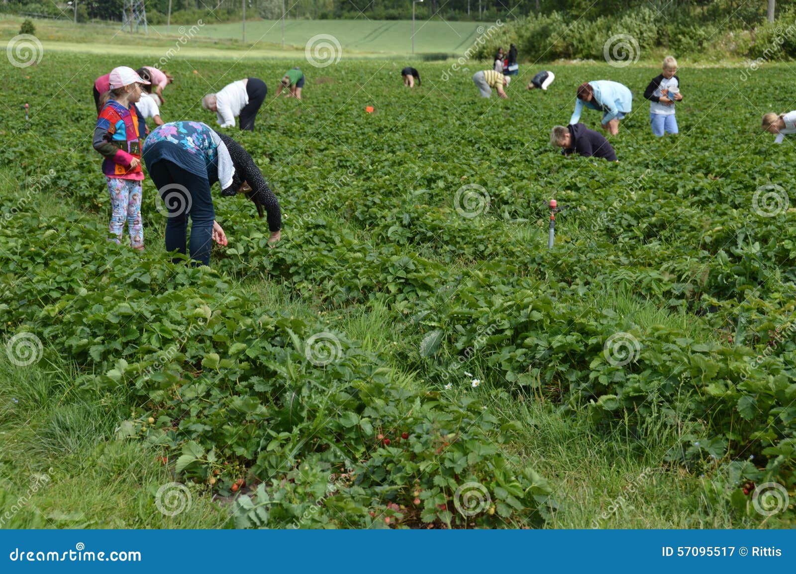 Strawberry Picking in Finland Families Spending a Day Together