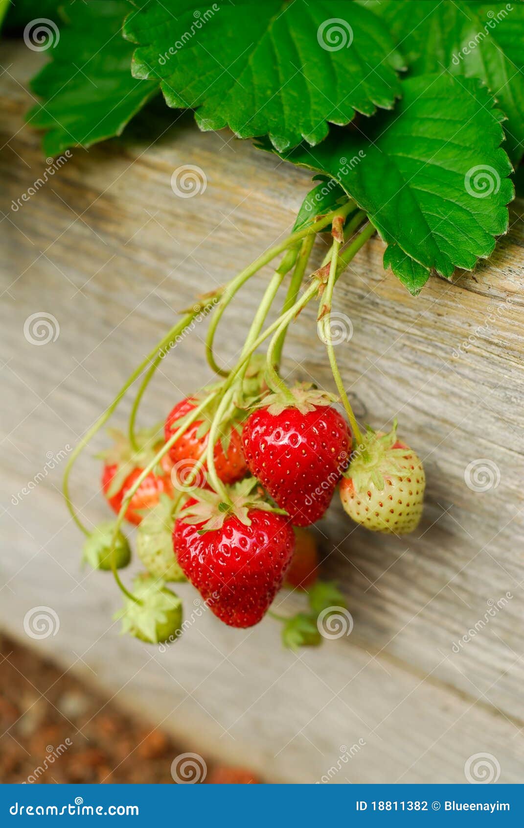 Strawberry Plant stock photo. Image of juicy, grow, strawberries 18811382