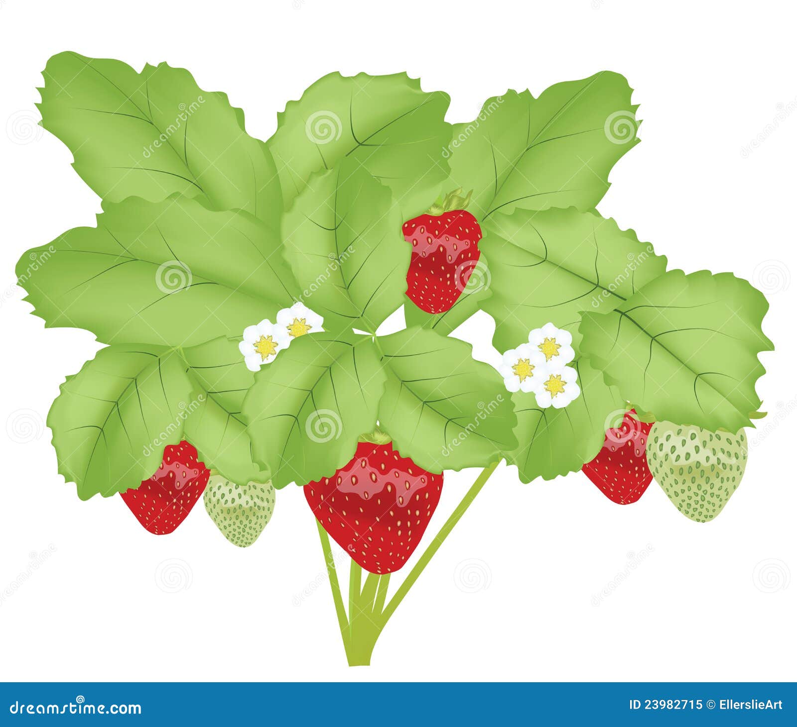 Strawberry plant stock vector. Illustration of flowers 23982715