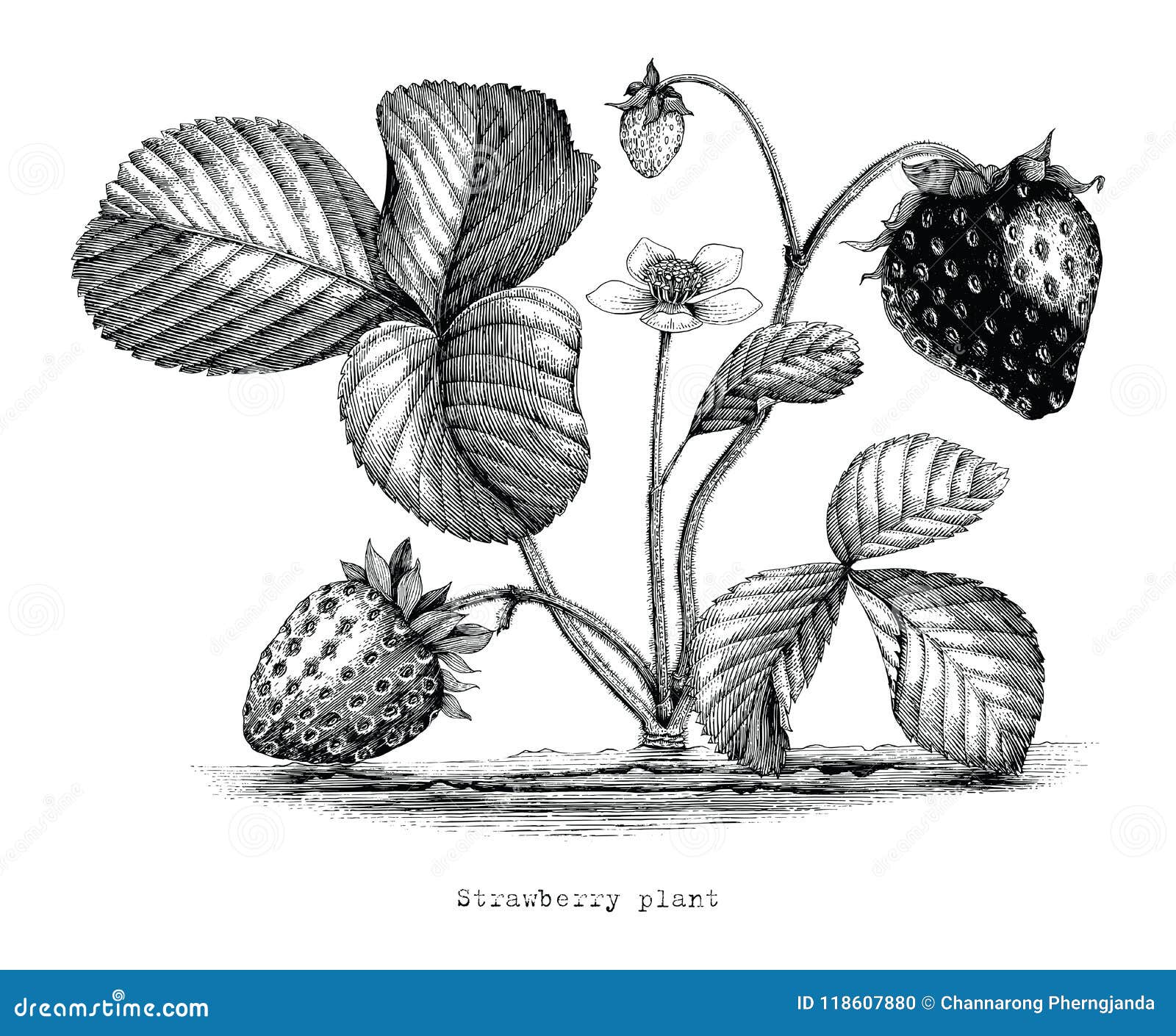 Strawberry Plant Nomenclature Cards - Montessori Print Shop - Montessori  Print Shop - USA