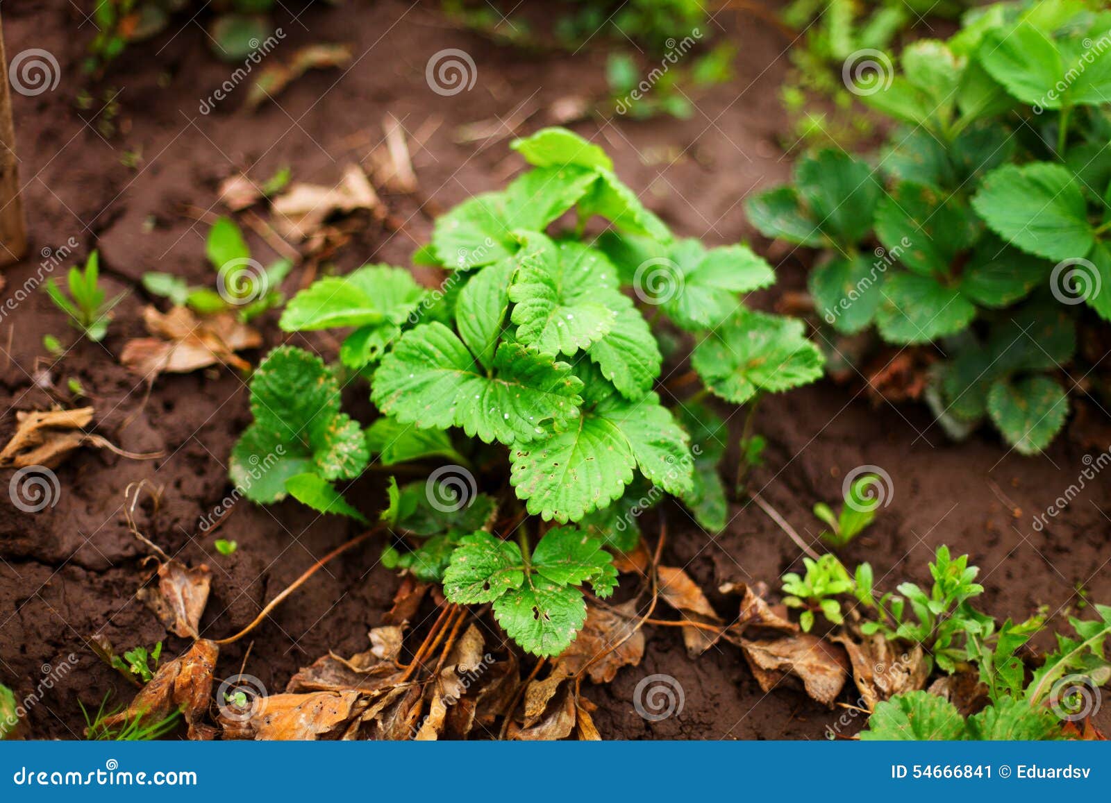 Strawberry. stock image. Image of shrubbery, garden, care 54666841