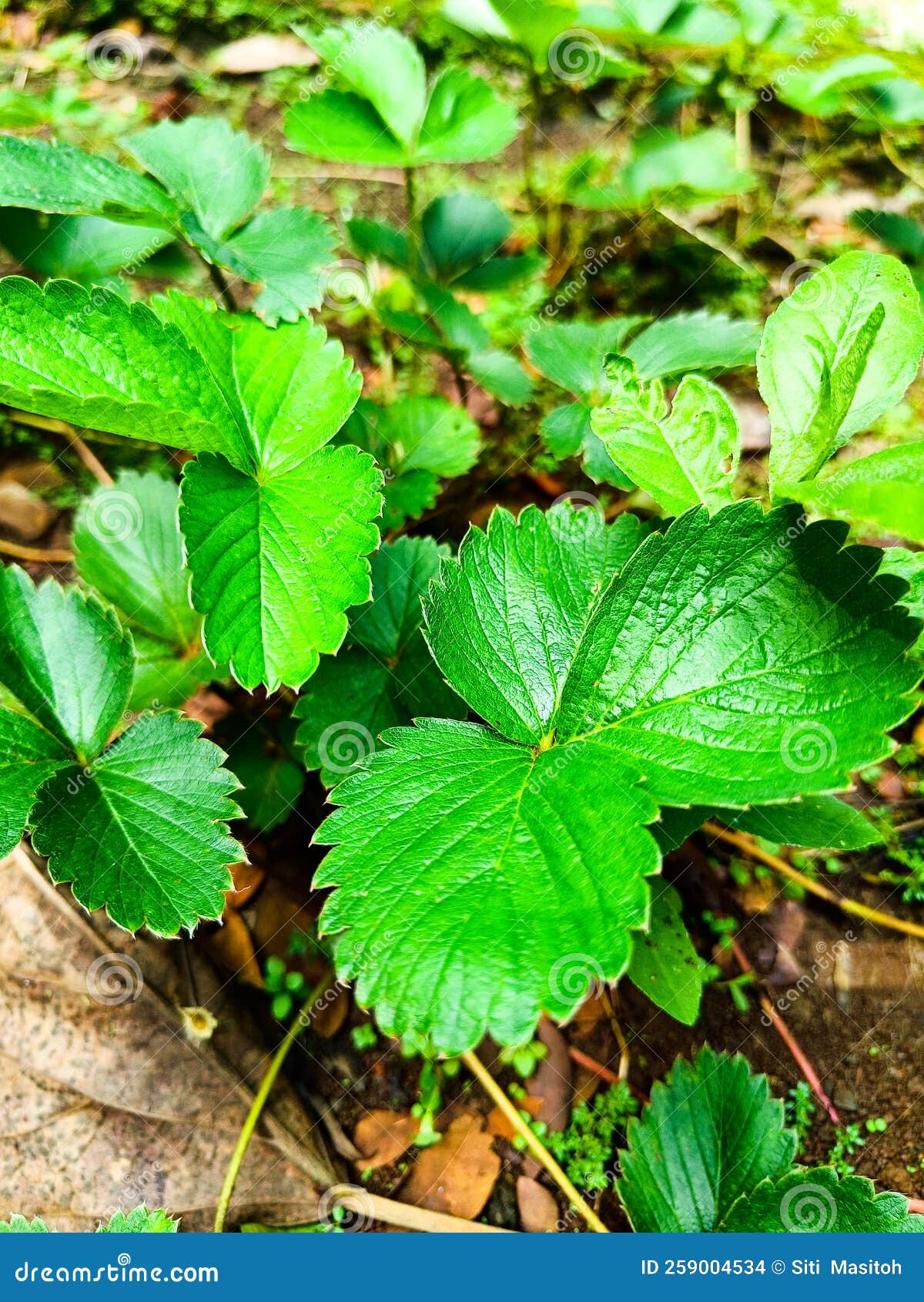 The Strawberry Plant Growing in the Garden Stock Photo Image of shrub