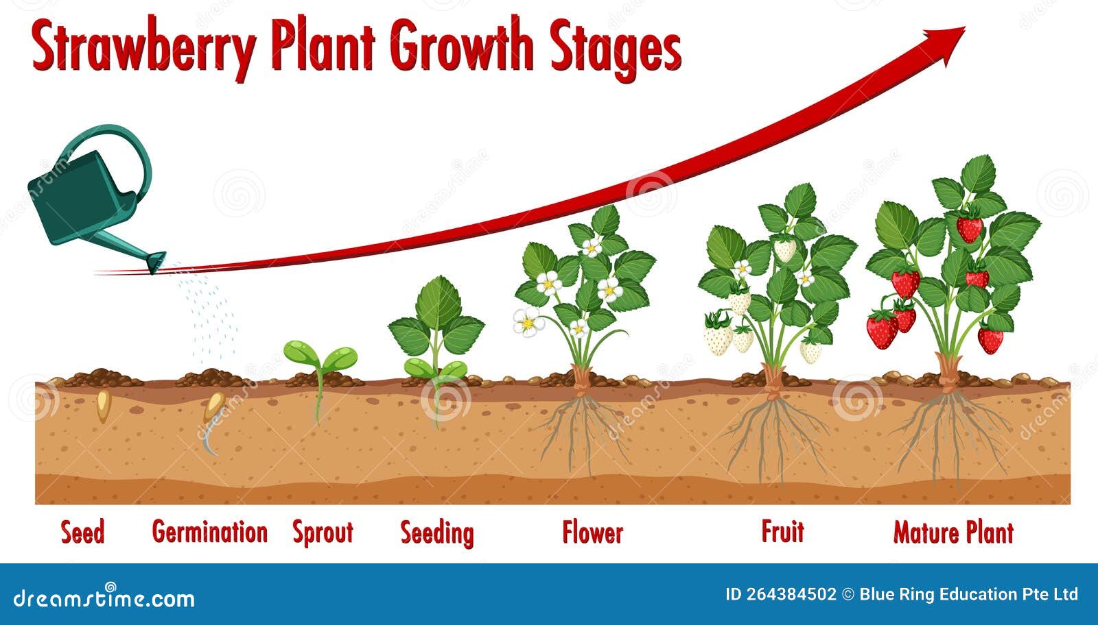 Strawberry Plant Growth Stages Stock Vector Illustration of drawing