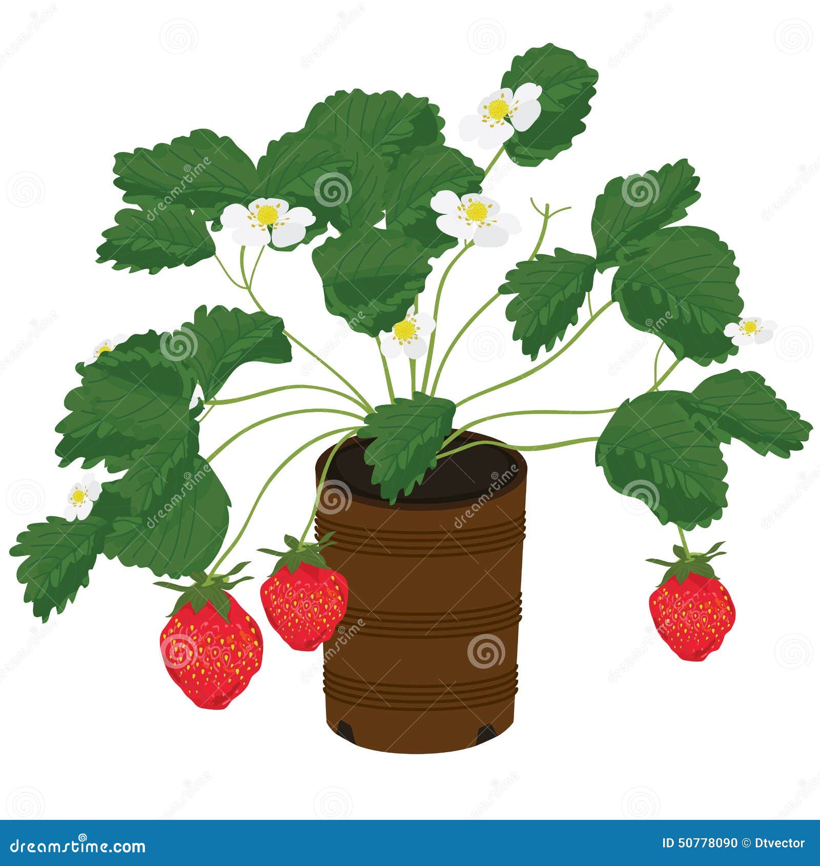 Strawberries pencil drawing. Bush of strawberry with leaves, flowers and  berries. Botanical drawing 16137413 Vector Art at Vecteezy