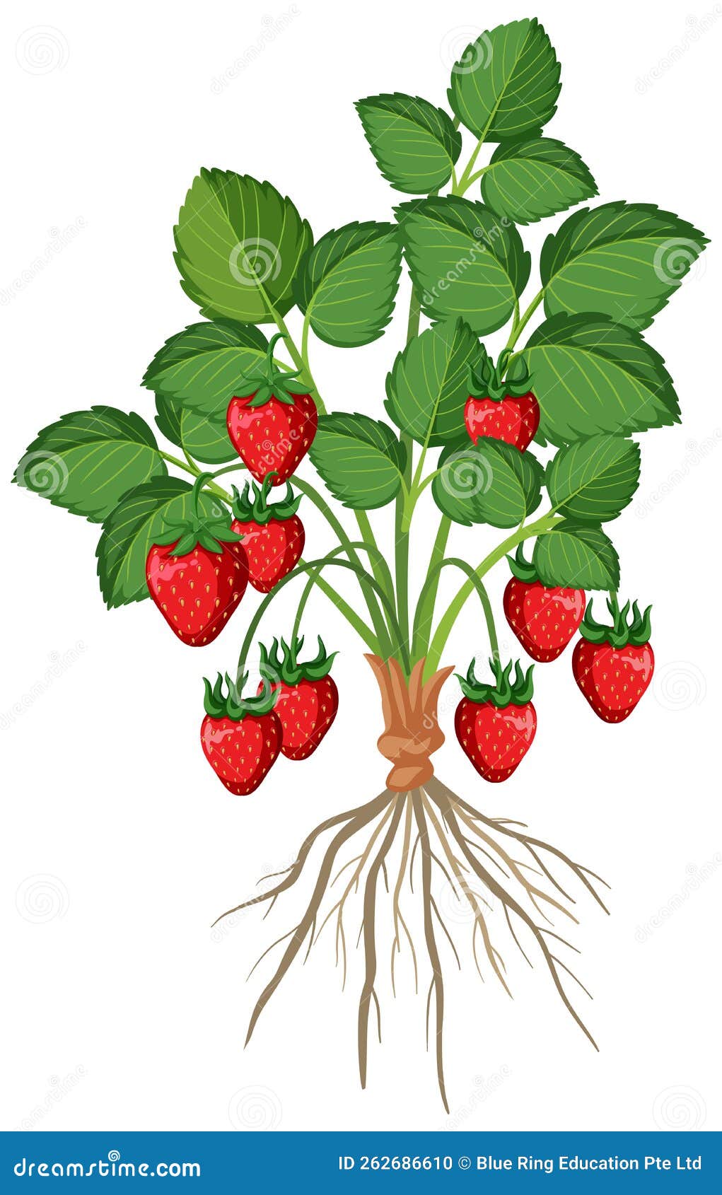 Strawberry Plant Isolated with Root Stock Vector Illustration of