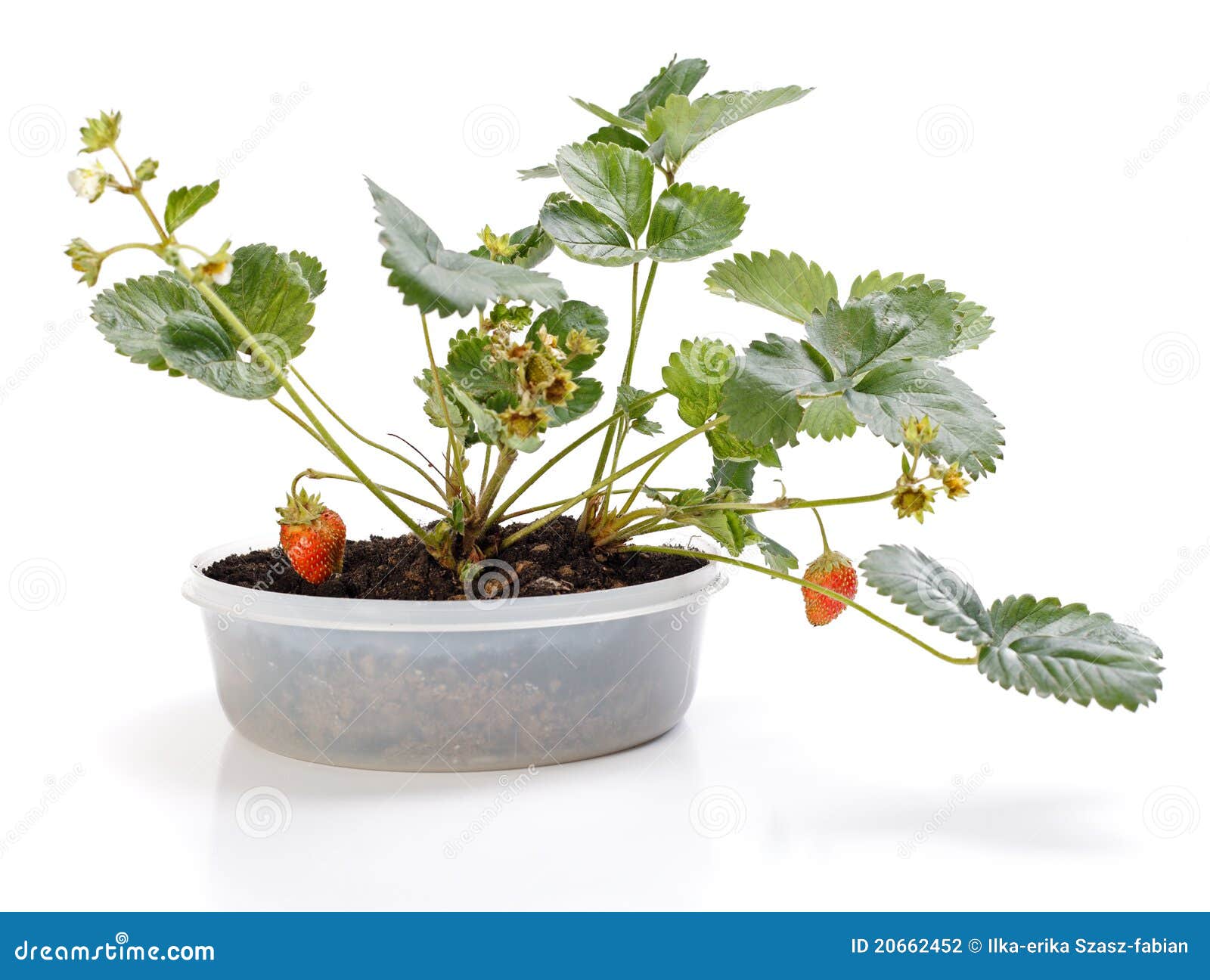 Strawberry plant in pot stock photo. Image of living 20662452