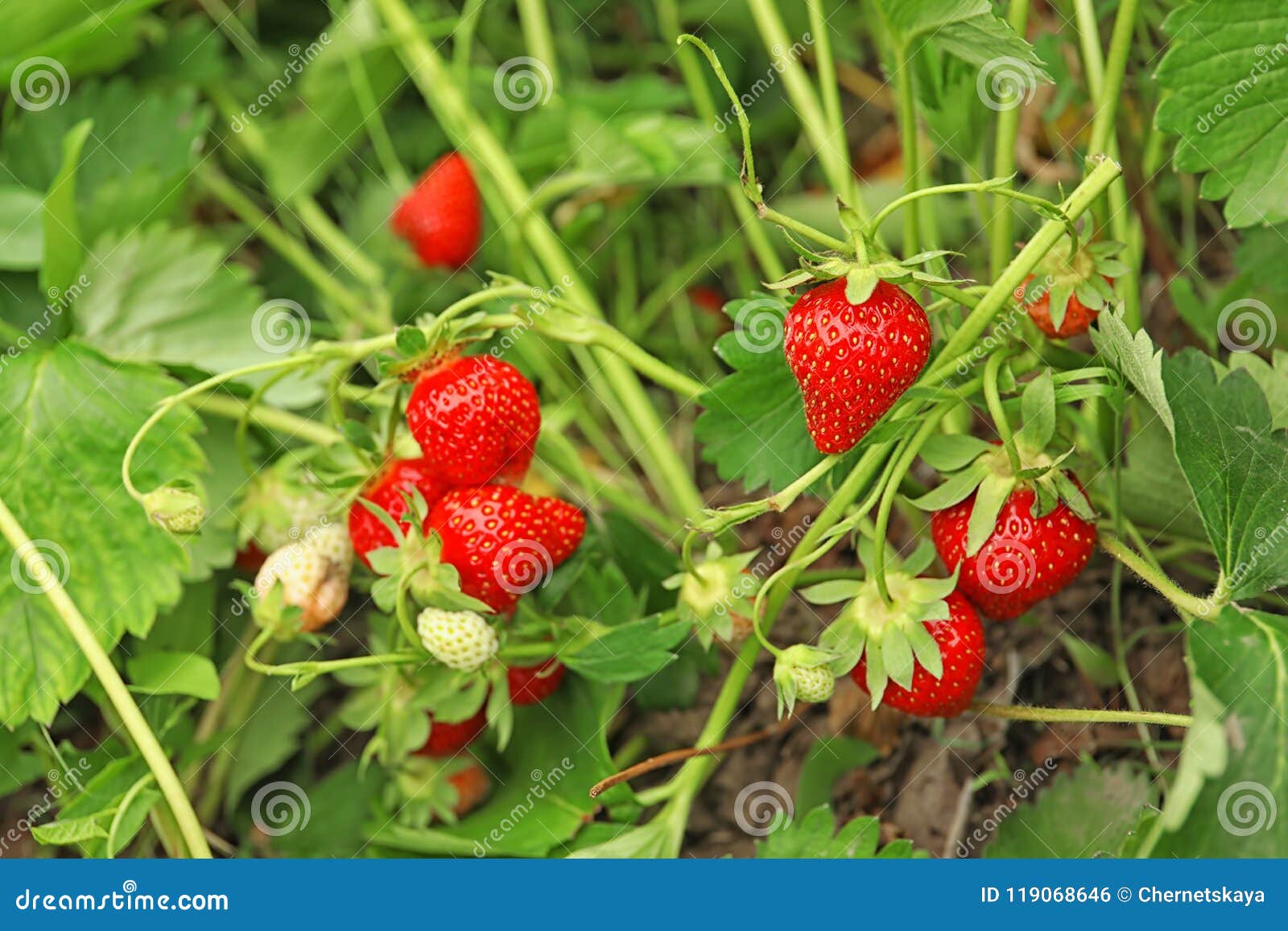 strawberry plant with ripening berries