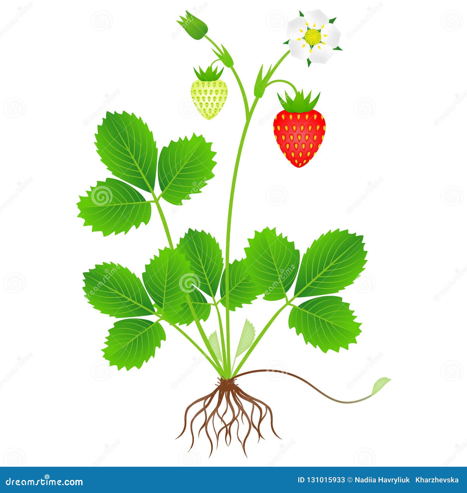 Fpcf45 Fruit Plant Clipart Free Today 1586658691