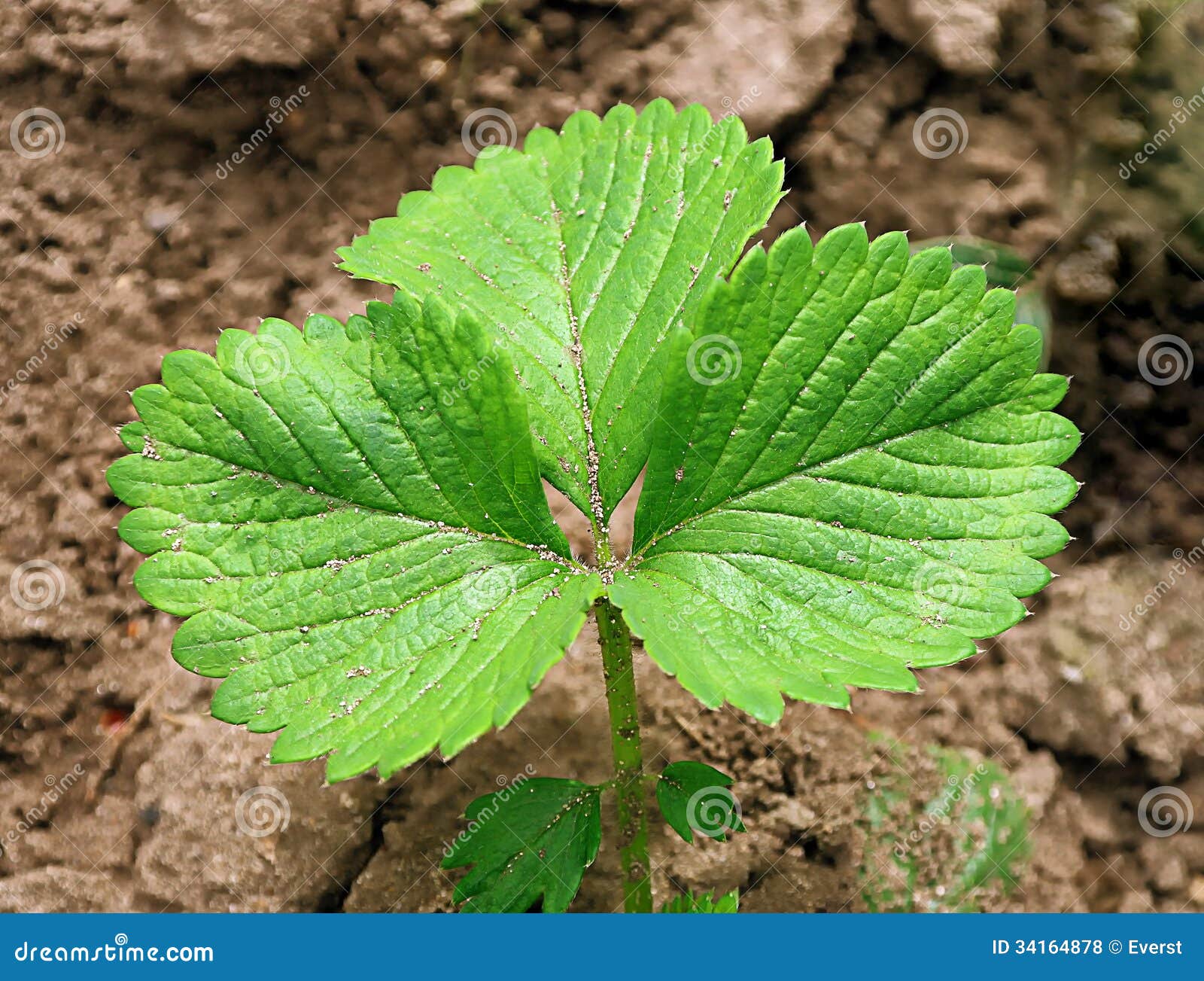 Strawberry Plant Sprout in Soil Stock Photo Image of field, flora