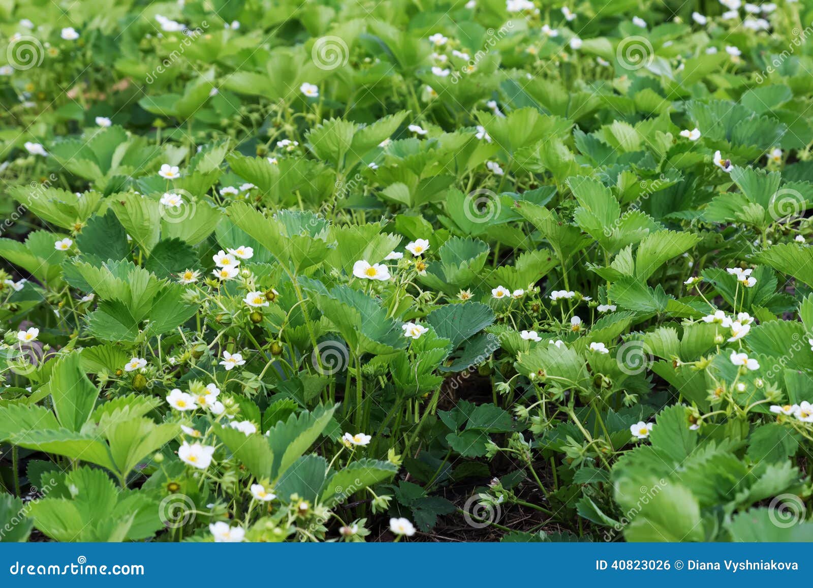 Strawberry plants in bloom stock photo. Image of leaf 40823026