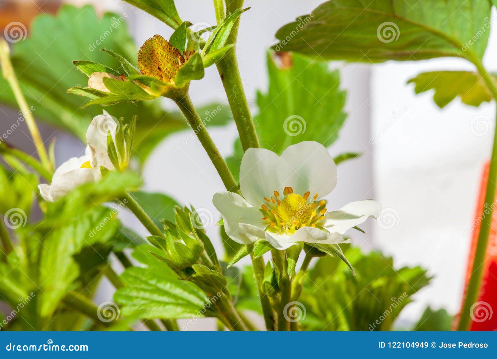 Strawberry plants in bloom stock image. Image of breeding 122104949