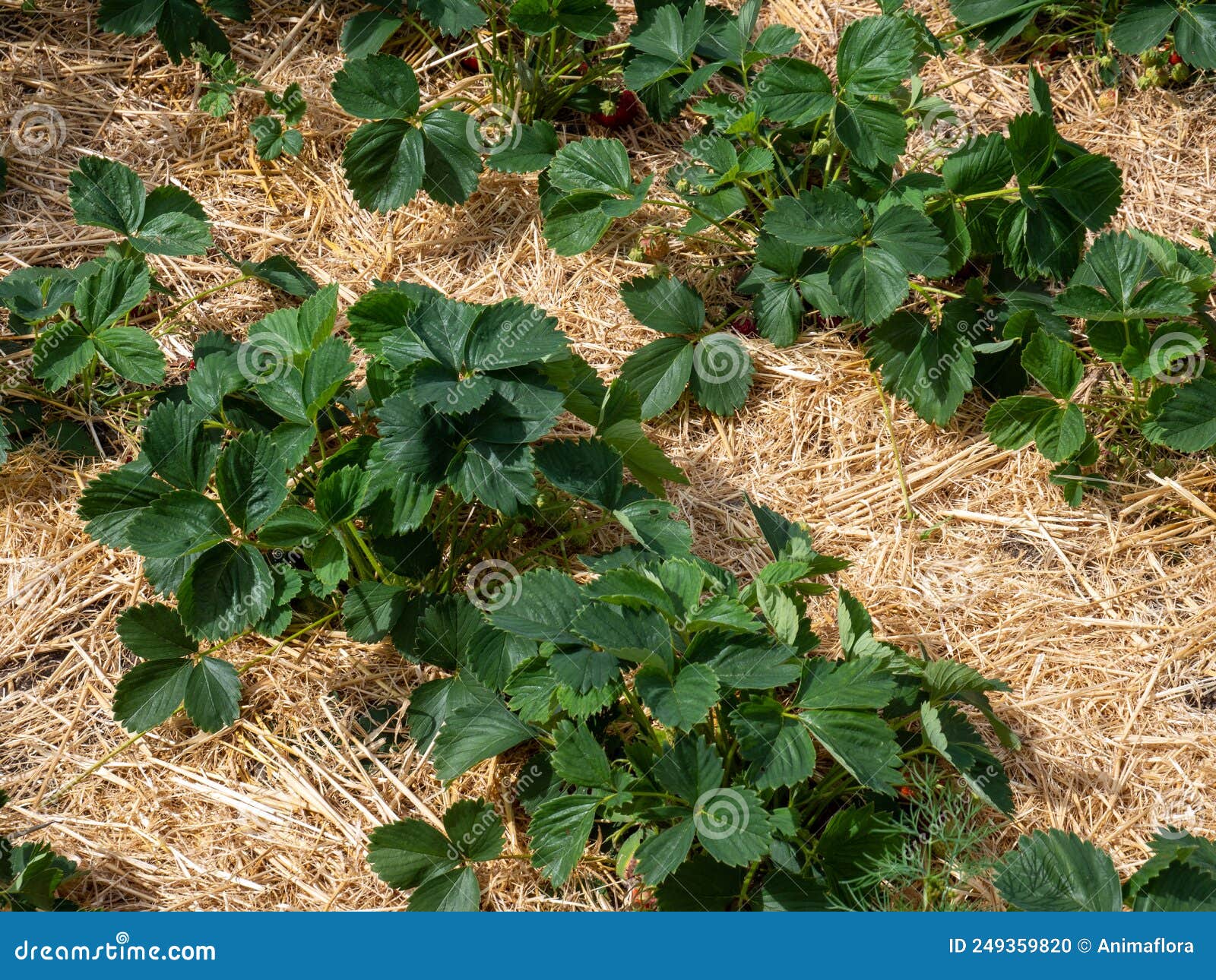 Strawberry Plants in the Garden on Straw Stock Photo Image of green