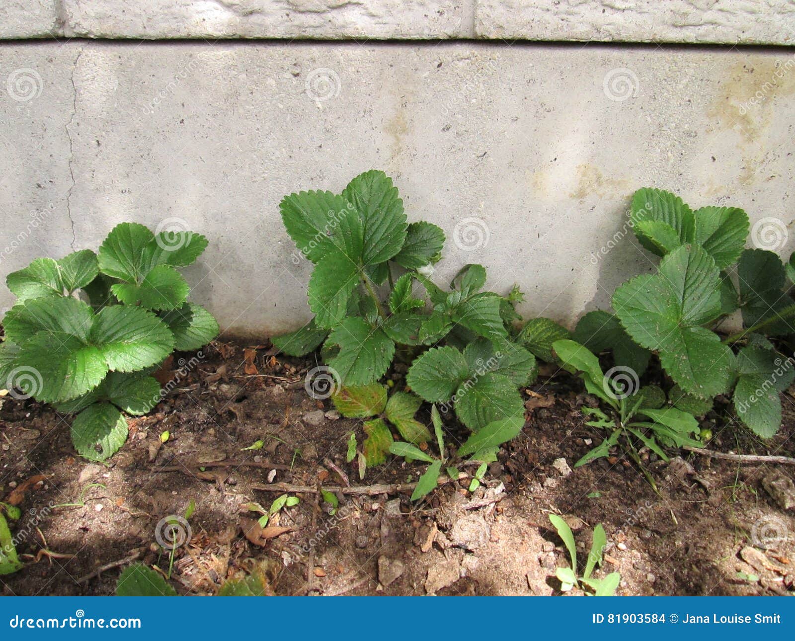 Strawberry Plants. stock photo. Image of strawberry, plant 81903584