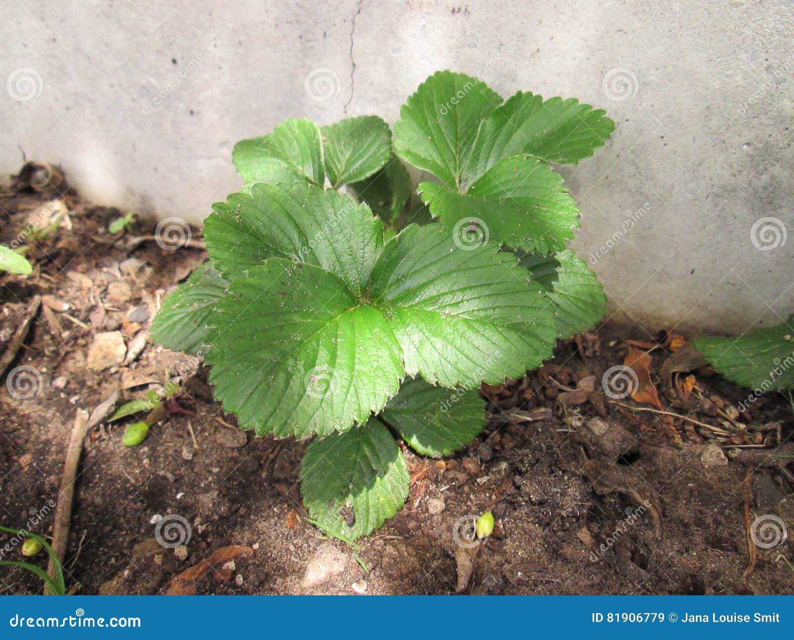 Strawberry Plants. stock image. Image of strawberry, fruit 81906779