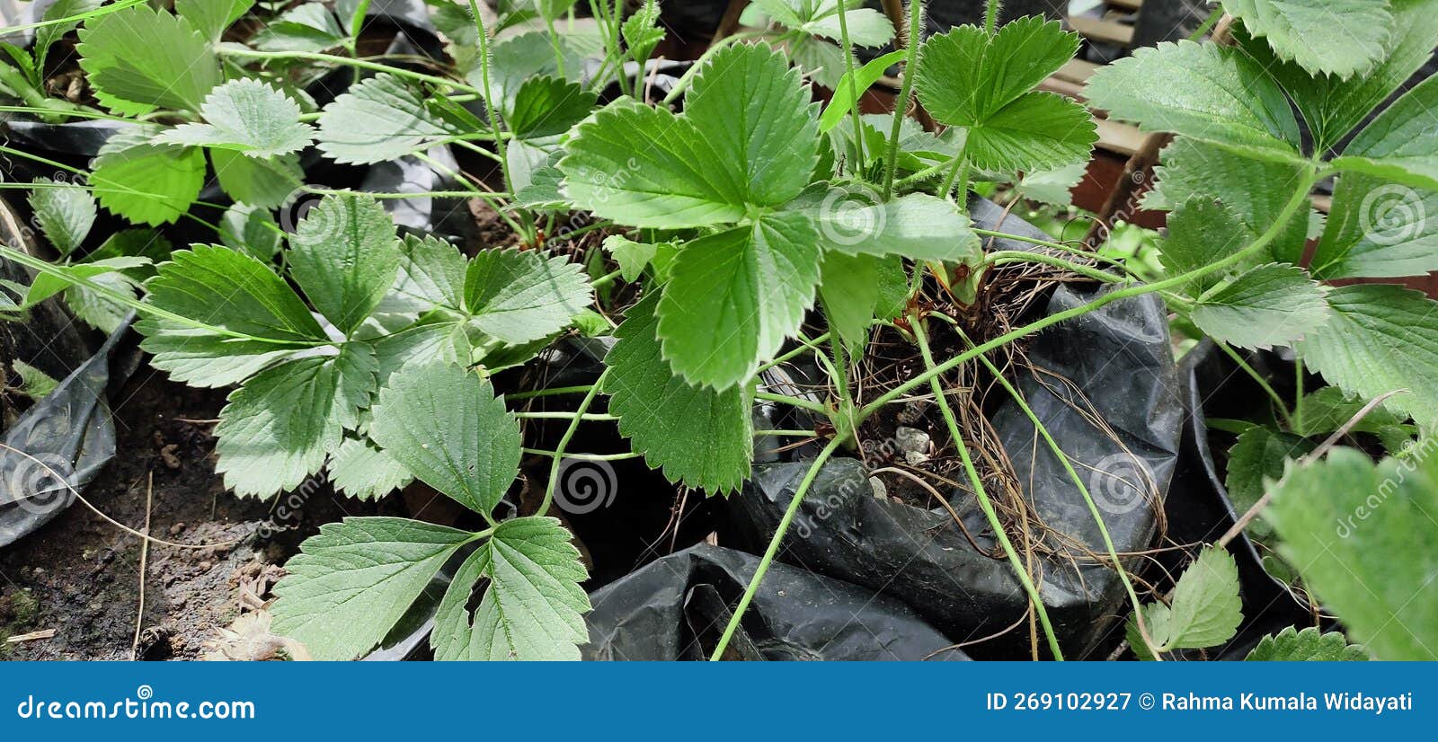 Strawberry Plants that Spread and Thrive in the Garden Stock Image Image of produce, plant