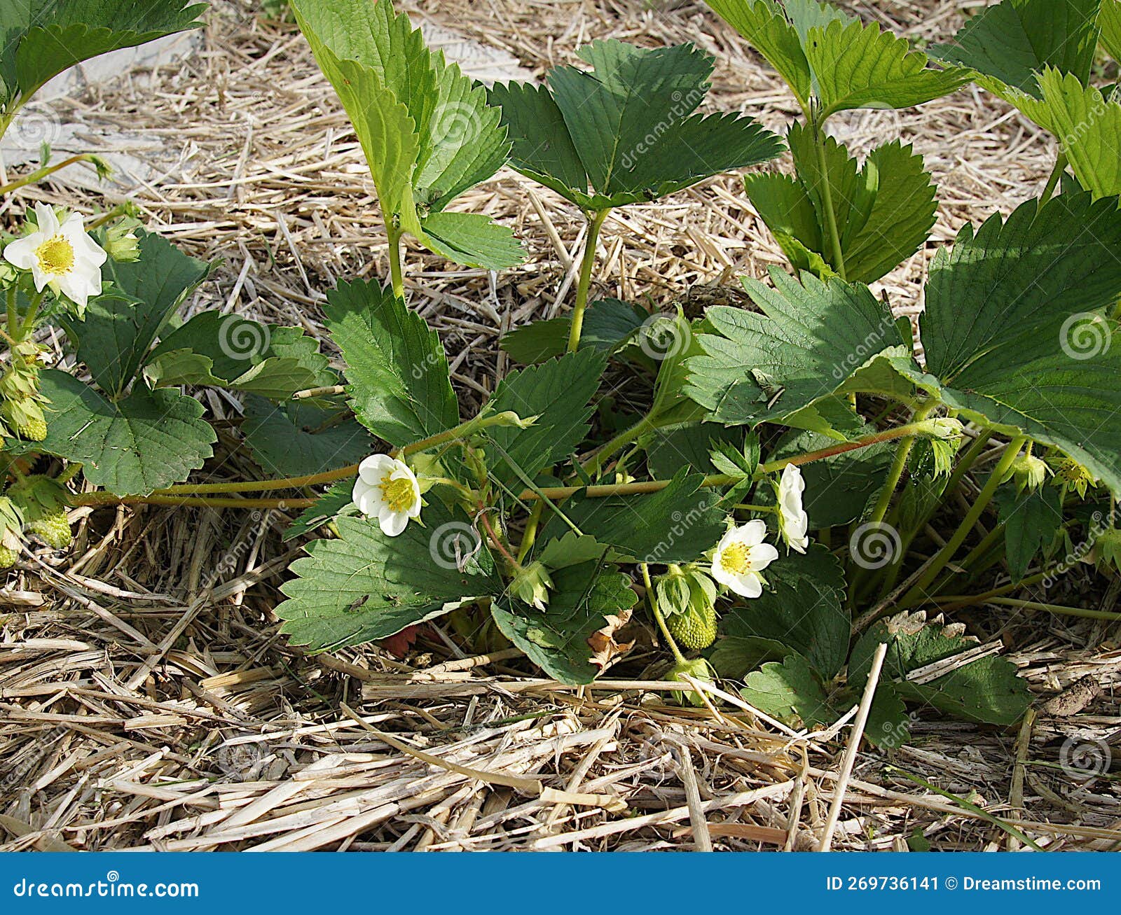 Strawberry Plants in a Straw Mulch Stock Image Image of harvest