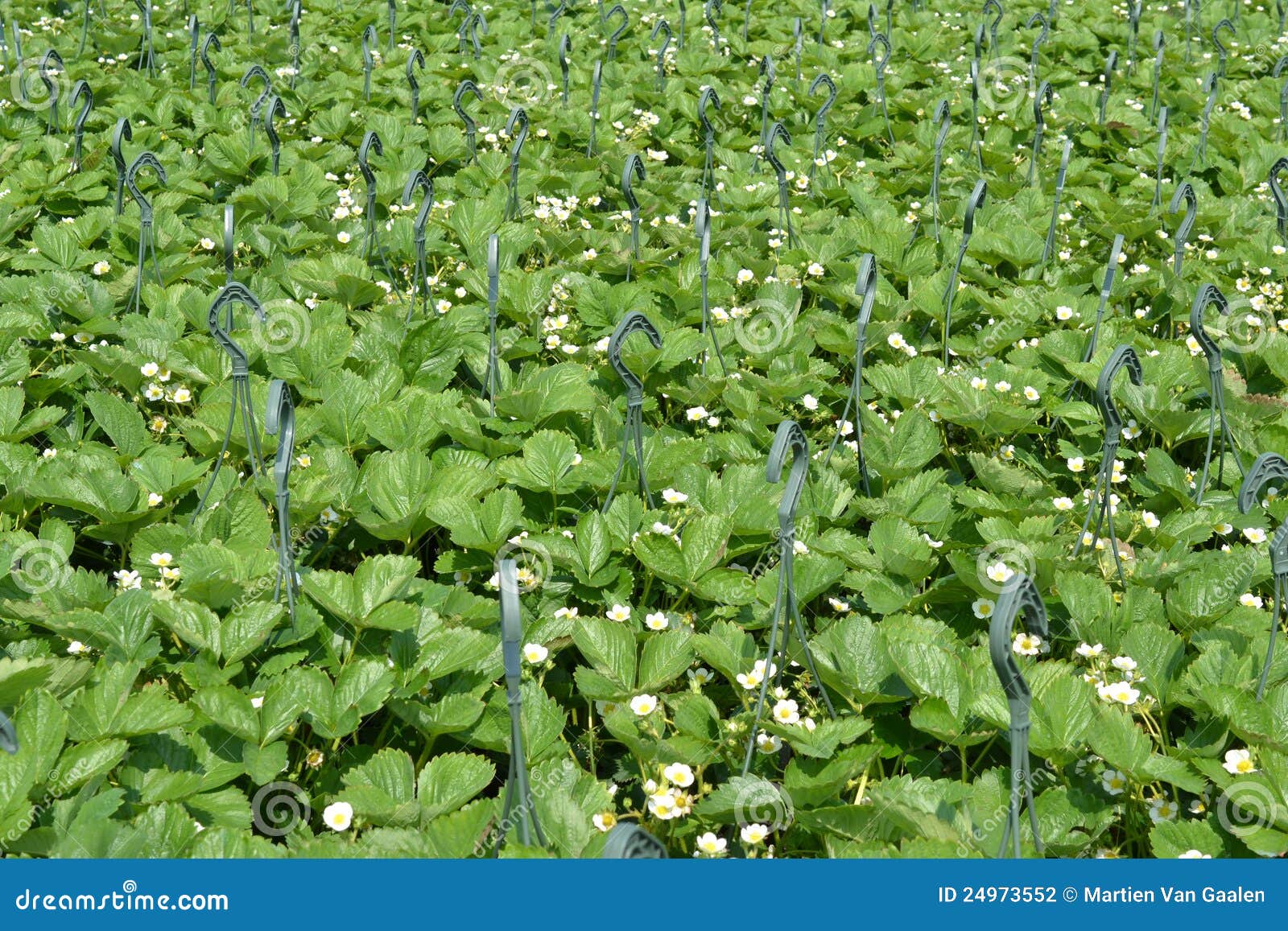 Strawberry Plants in the Wholesale. Stock Photo Image of artificial