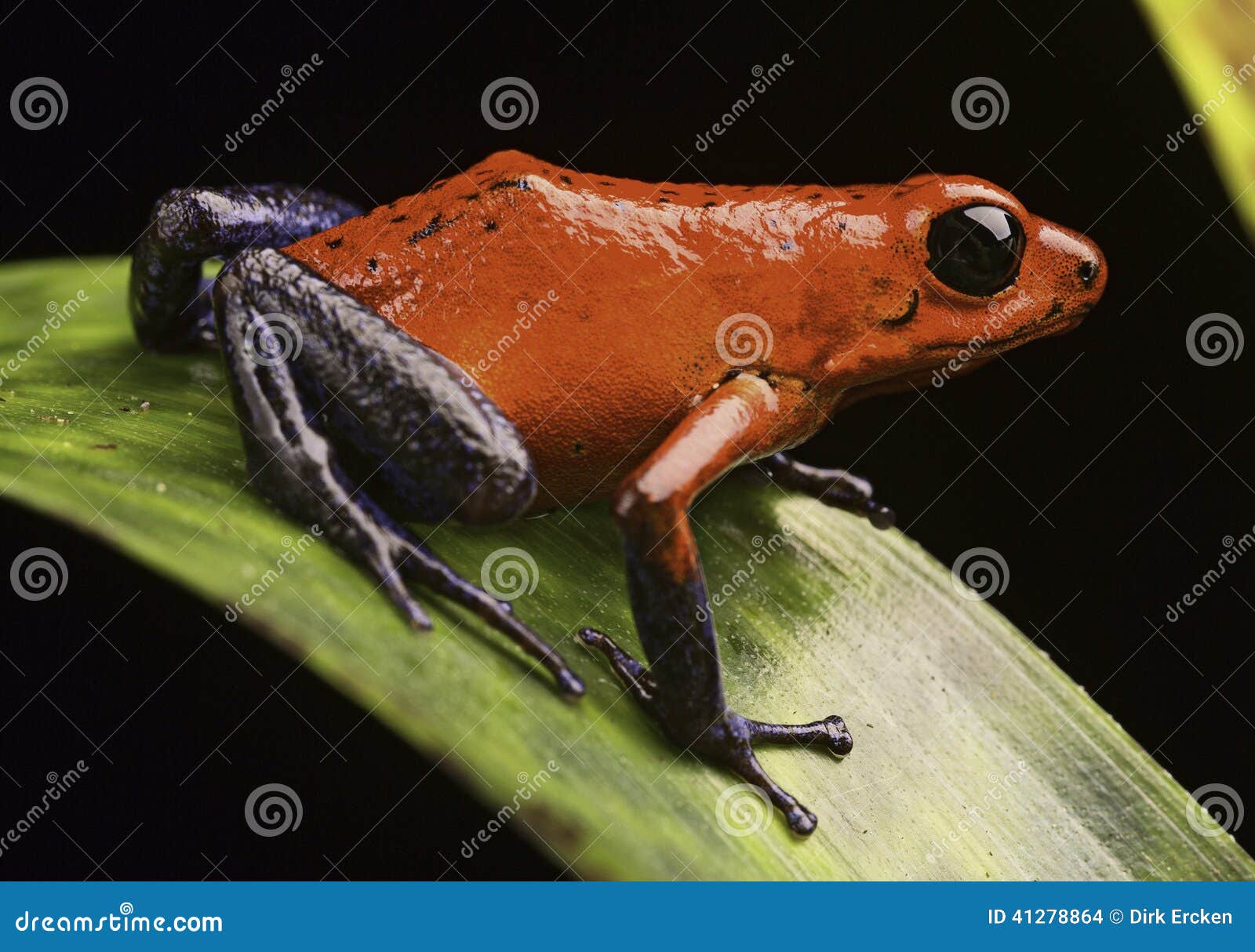 strawberry poison arrow frog