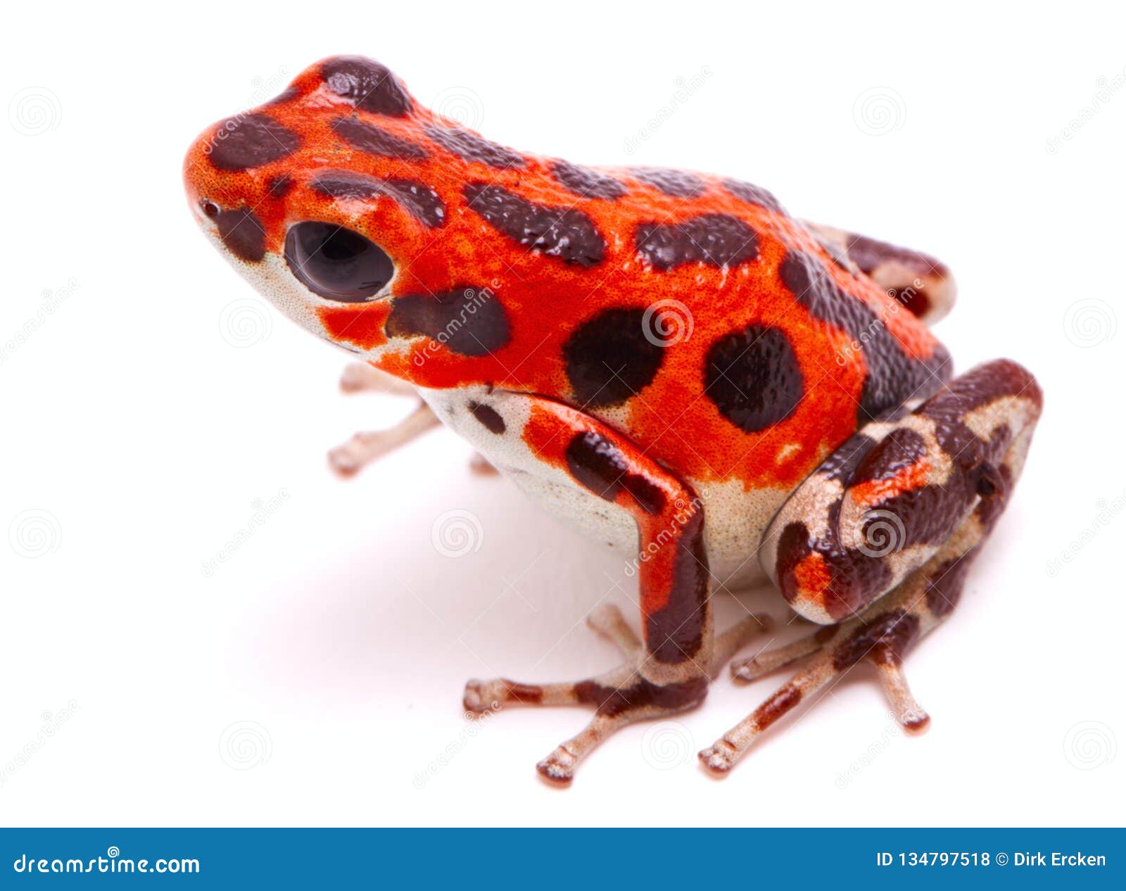 strawberry poison dart or arrow frog red frog beach