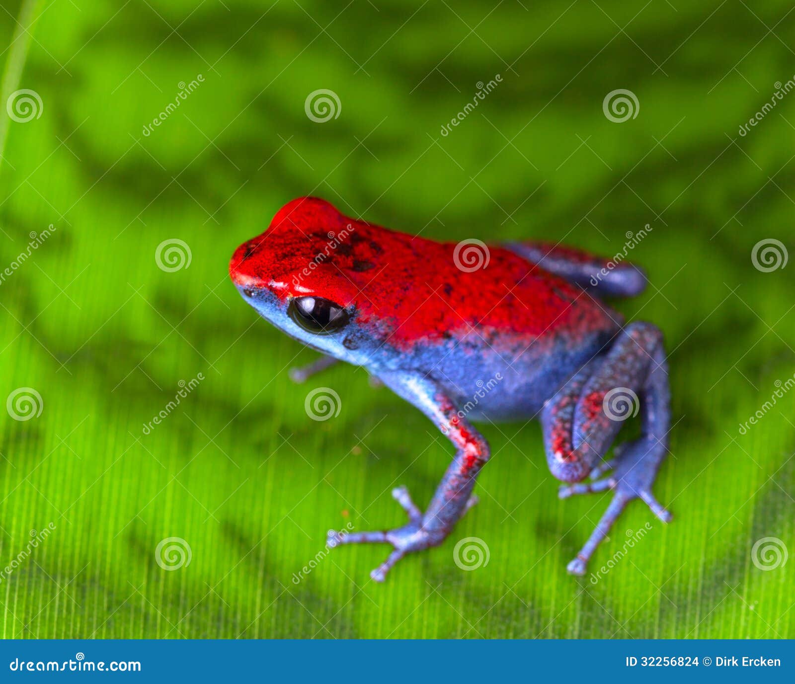 strawberry poison frog