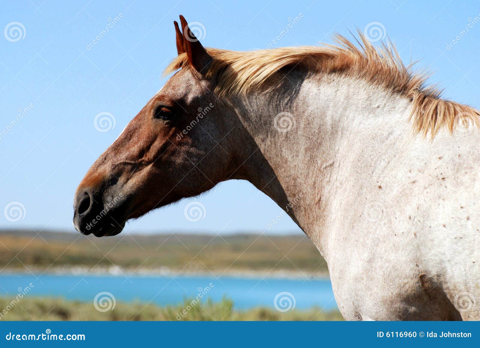 Strawberry Roan Draft Horse Stock Photo Image 6116960