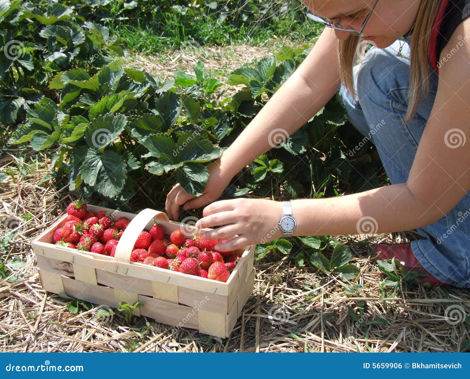 Strawberry season stock photo. Image of berries, picking 5659906