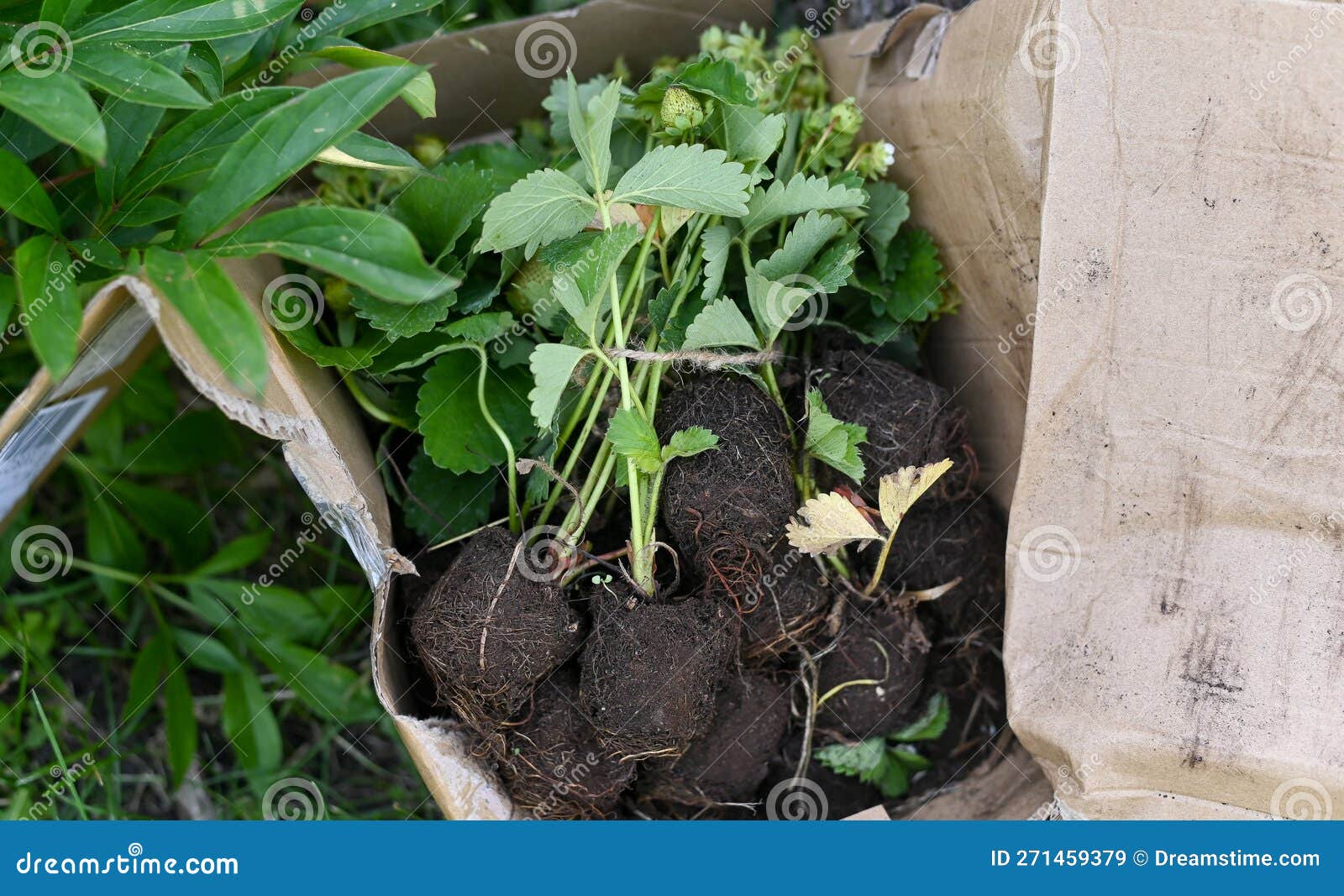 Strawberry Seedlings Ready For Planting In The Soil In A Box Stock Strawberry Seedlings Ready For Planting In The Soil In A Box Stock