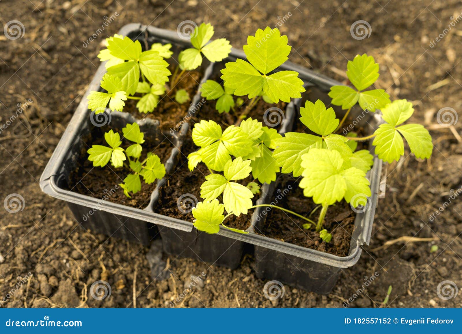 Strawberry Seedlings With Soil In A Plastic Box On The Bed Top View Strawberry Seedlings With Soil In A Plastic Box On The Bed Top View