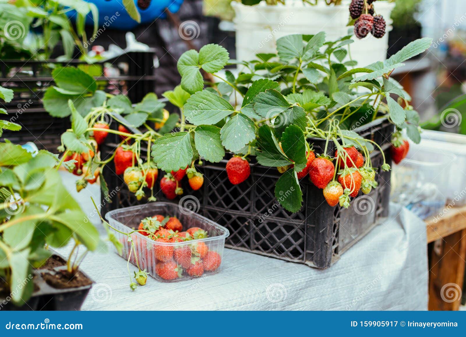 strawberry seedlings for sale near me strawberry seedlings for sale near me