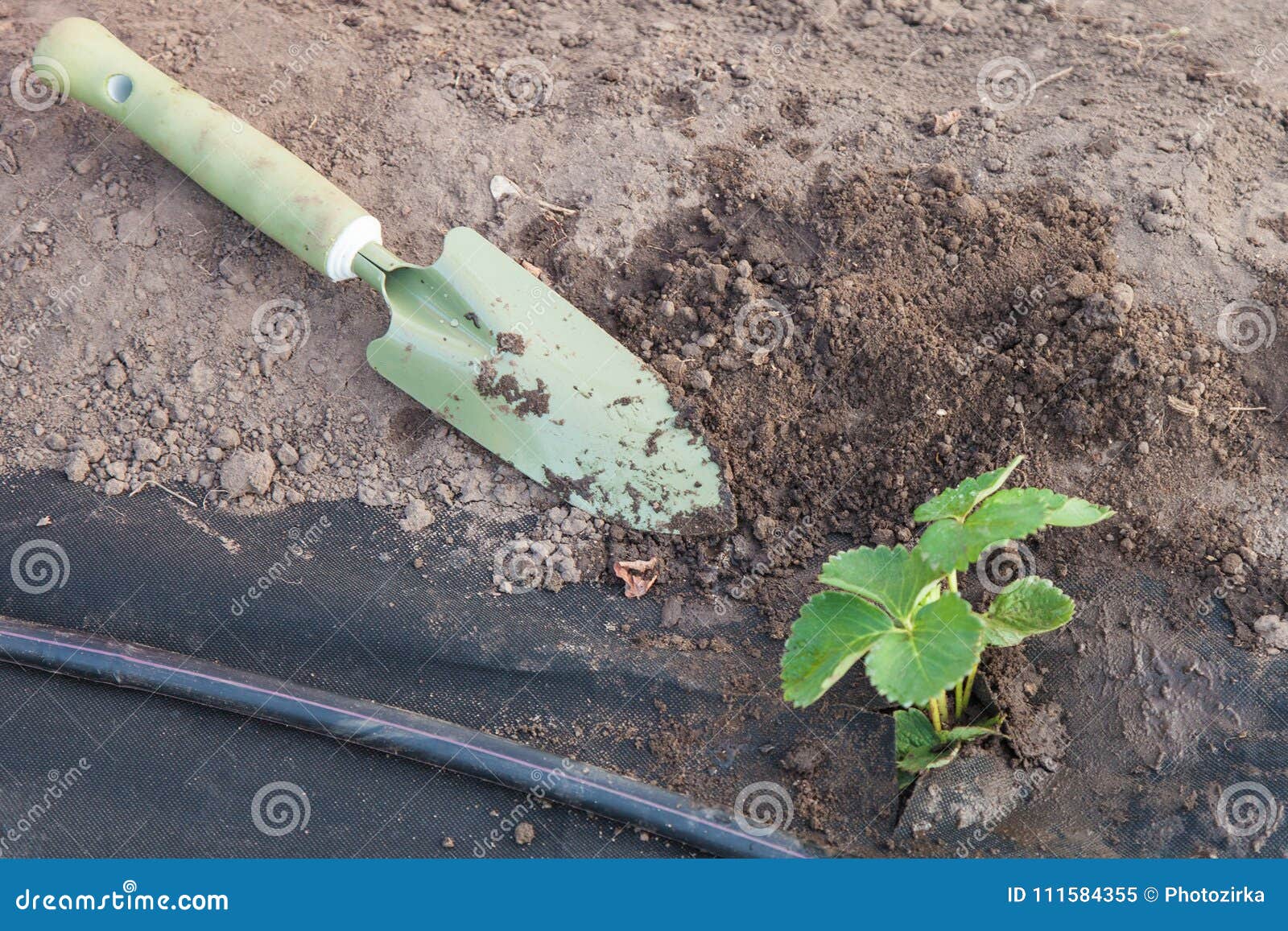 Strawberry Seedlings Prepared For Planting Stock Image Image Of Fiber Strawberry Seedlings Prepared For Planting Stock Image Image Of Fiber
