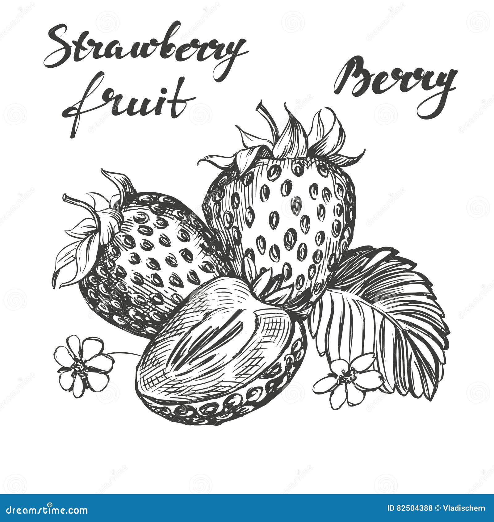 Strawberry Set Hand Drawn Vector Illustration Sketch Stock Vector