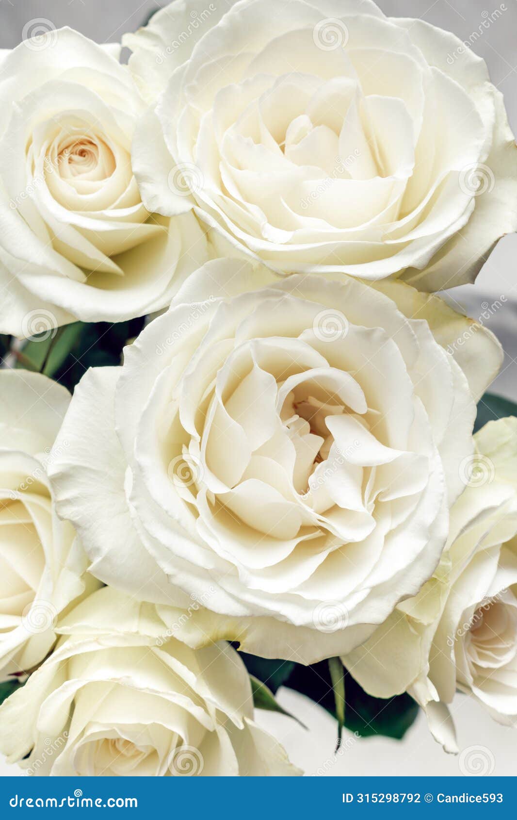 closeup view of six cream colored roses