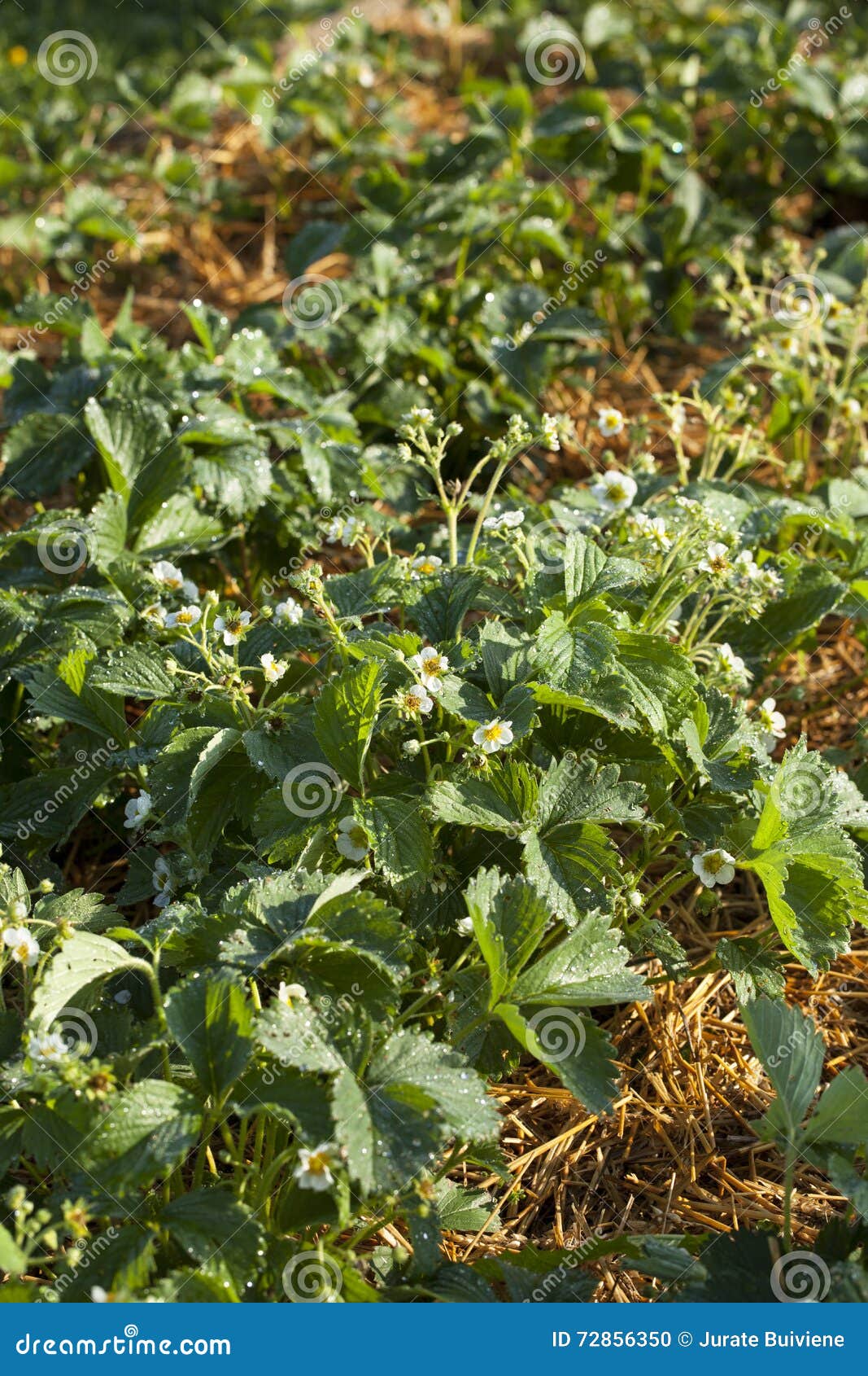 Strawberry and straw mulch stock photo. Image of summer 72856350