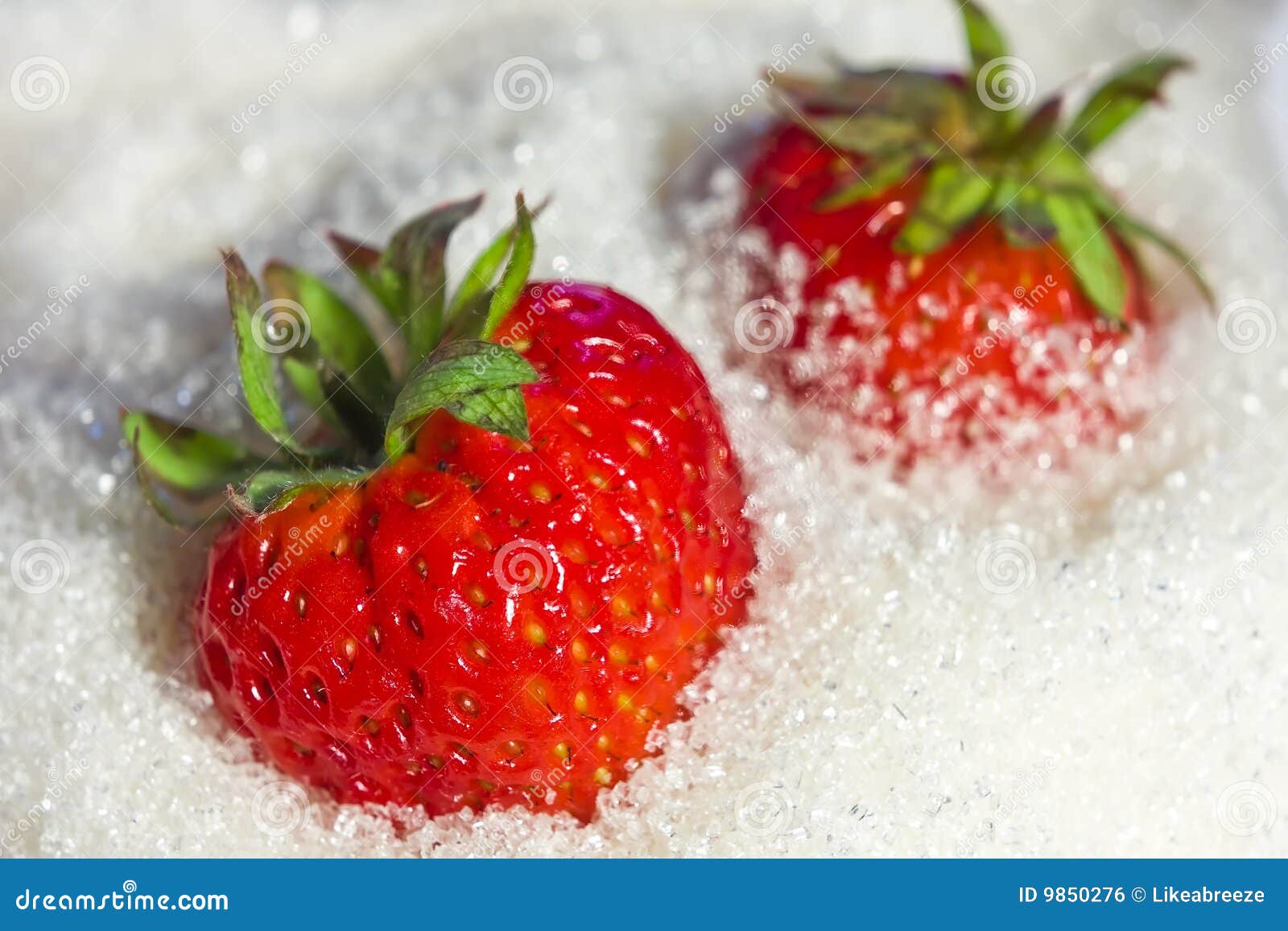 Strawberry is in sugar stock photo. Image of white, meal 9850276