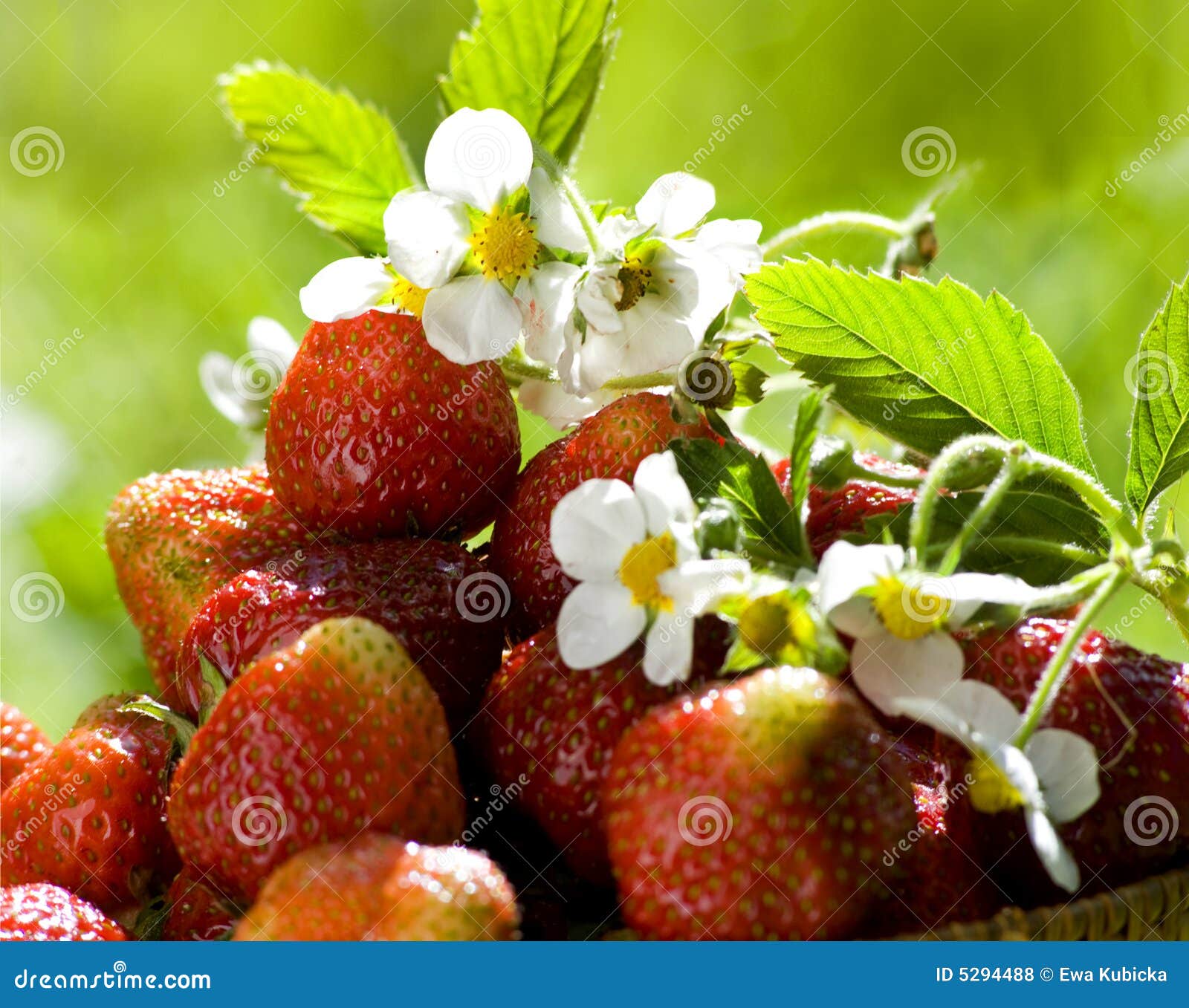 Strawberry in sunlight stock photo. Image of nature, tasty 5294488