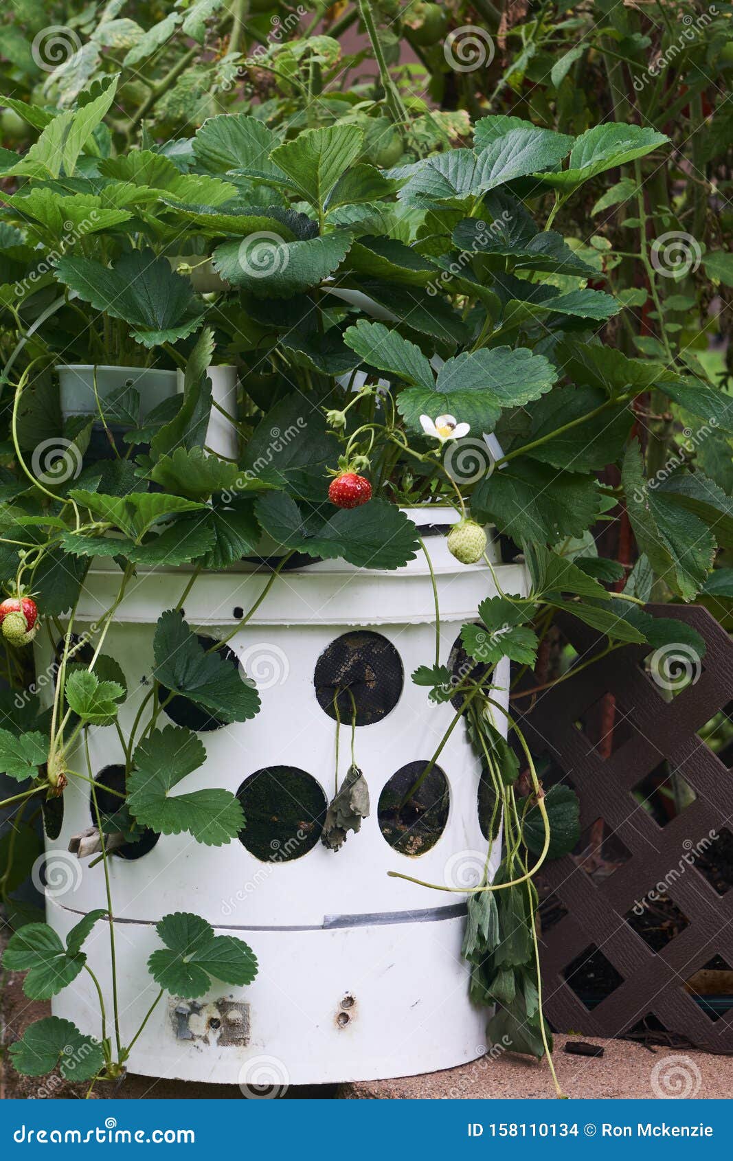 Strawberry Towers Save Space In Small Gardens Stock Photo Image