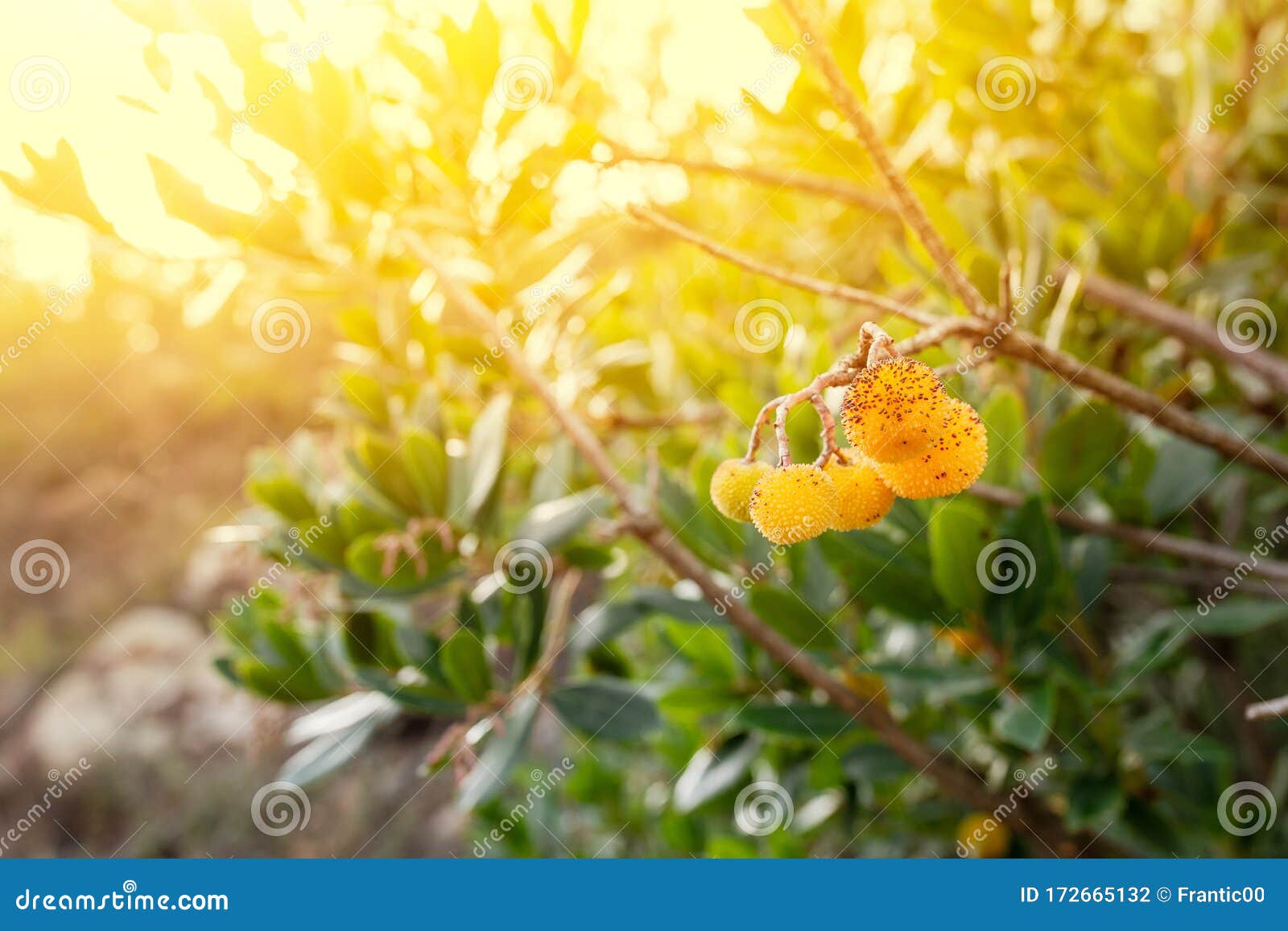Strawberry Tree Bush or Arbutus Stock Photo Image of orange, arbutus