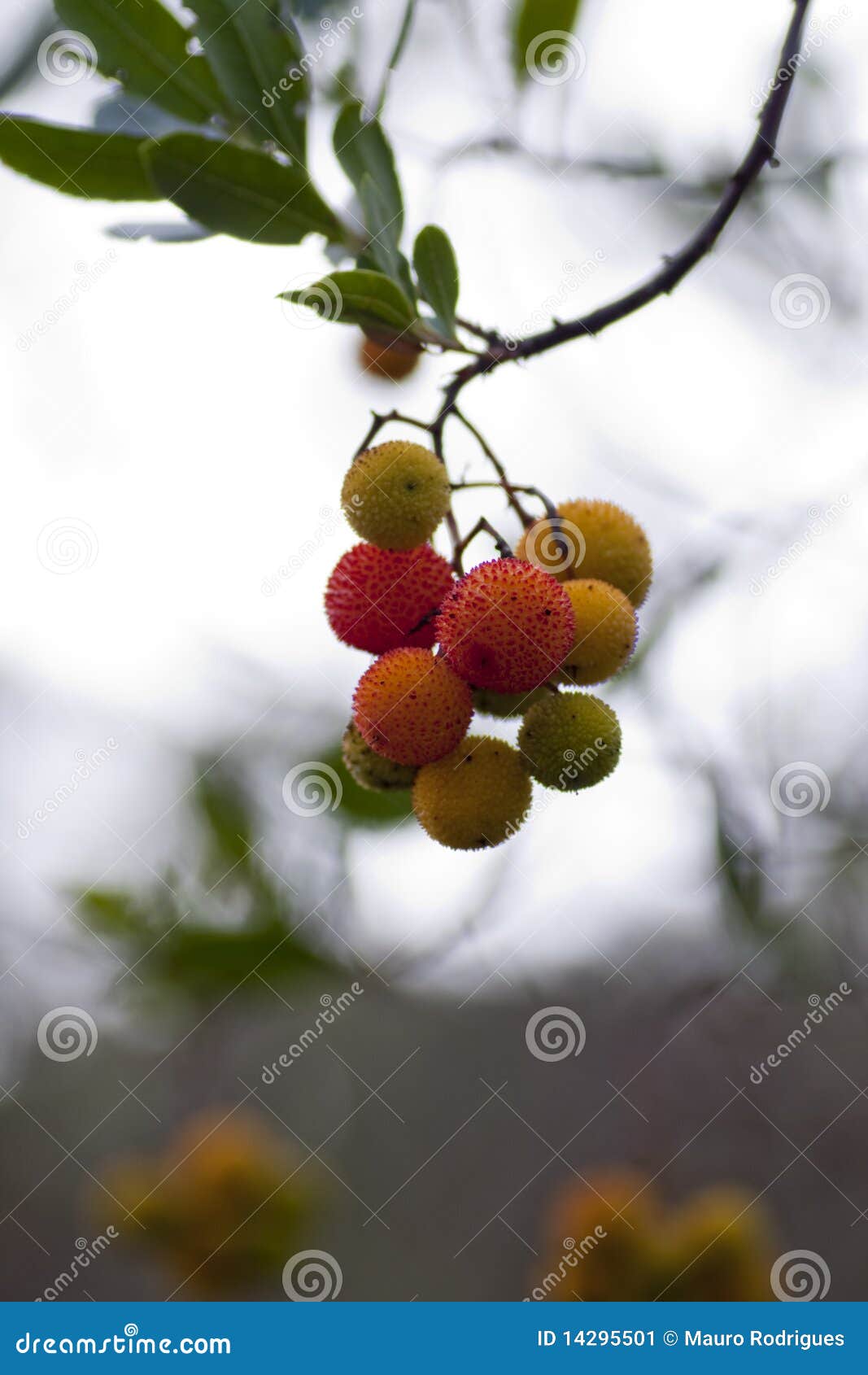 Strawberry tree fruit stock image. Image of culture, medronheiro 14295501