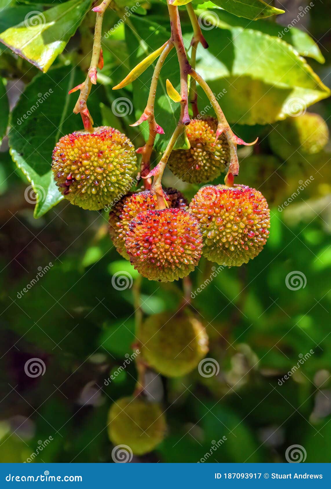 5 SCIONS STICKS ARBUTUS UNEDO Live tree leaves Strawberry CUTTINGS Erdbeerbaum