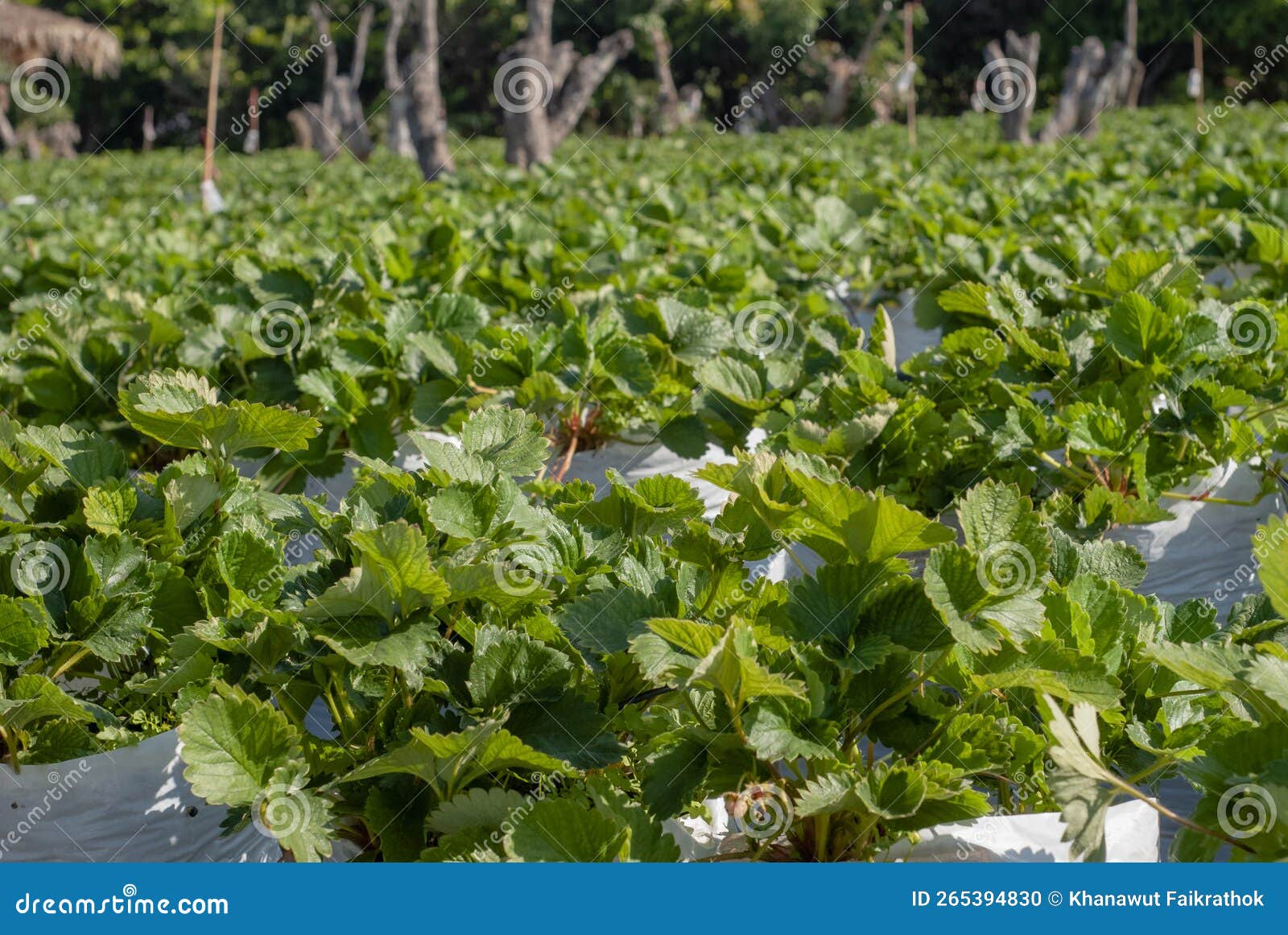 Strawberry Trees are Grown in Plastic Bags Stock Photo Image of easy